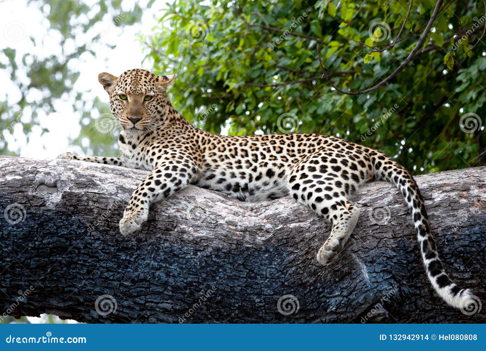 Leopard Auf Baum Botswana Afrika Wachsamer Leopard Auf Enormem Baumstamm Okavango Delta Botswana Stockfoto Bild Von Okavango Leopard