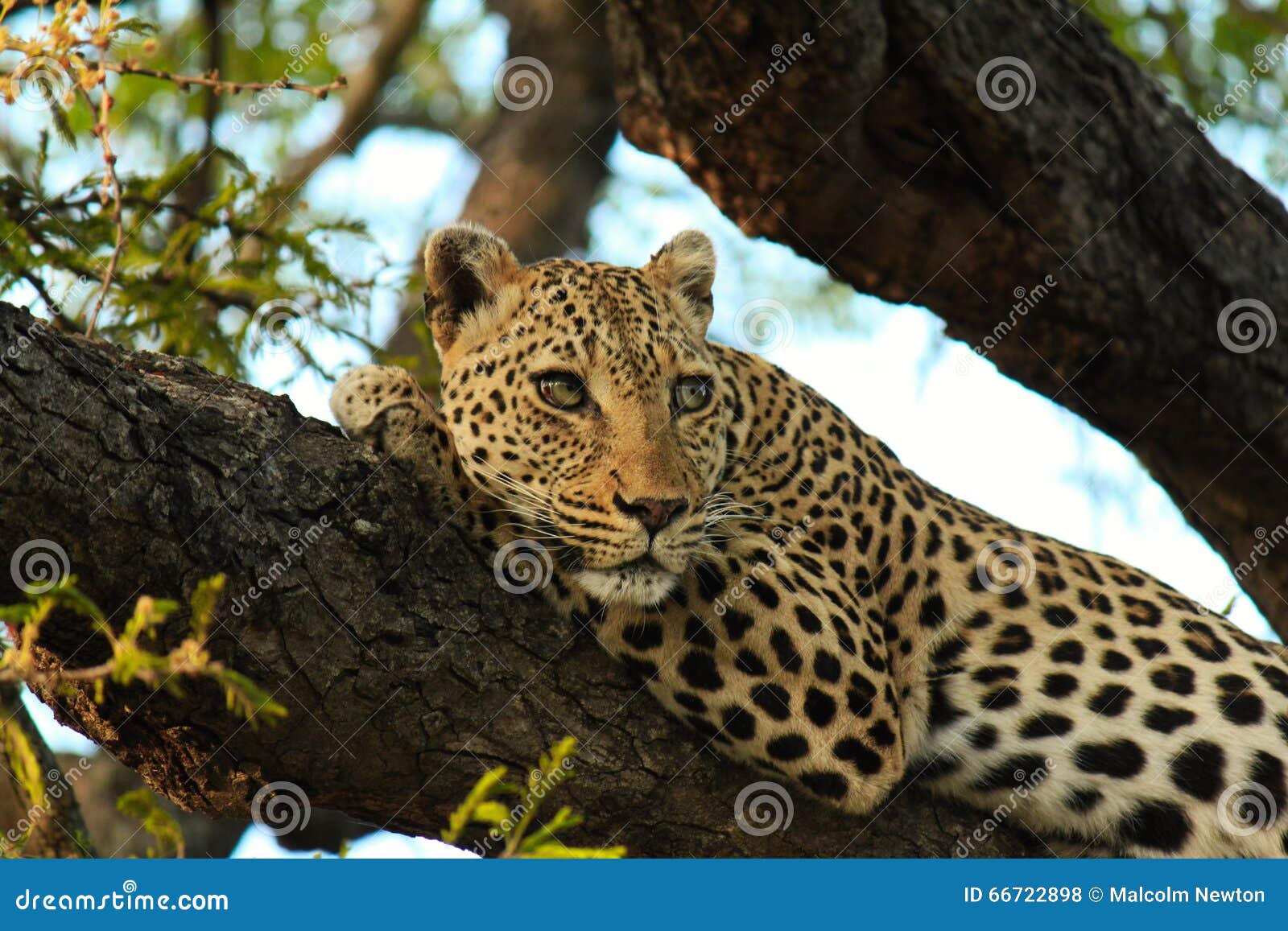 Leopard Augen Stockfoto Bild Von Bilden Tiere Vertiefung