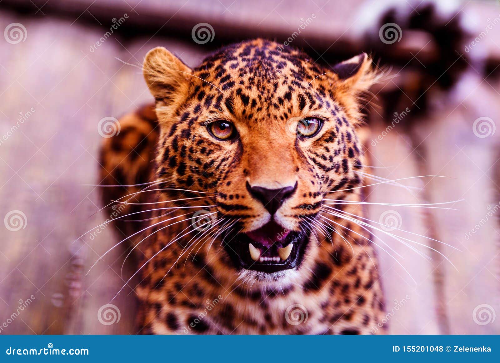 Leopard, Beautiful Portrait . Animal World Stock Photo - Image of beast, mammal: 155201048 Leopard, Beautiful Portrait . Animal World Stock Photo - Image of beast, mammal: 155201048