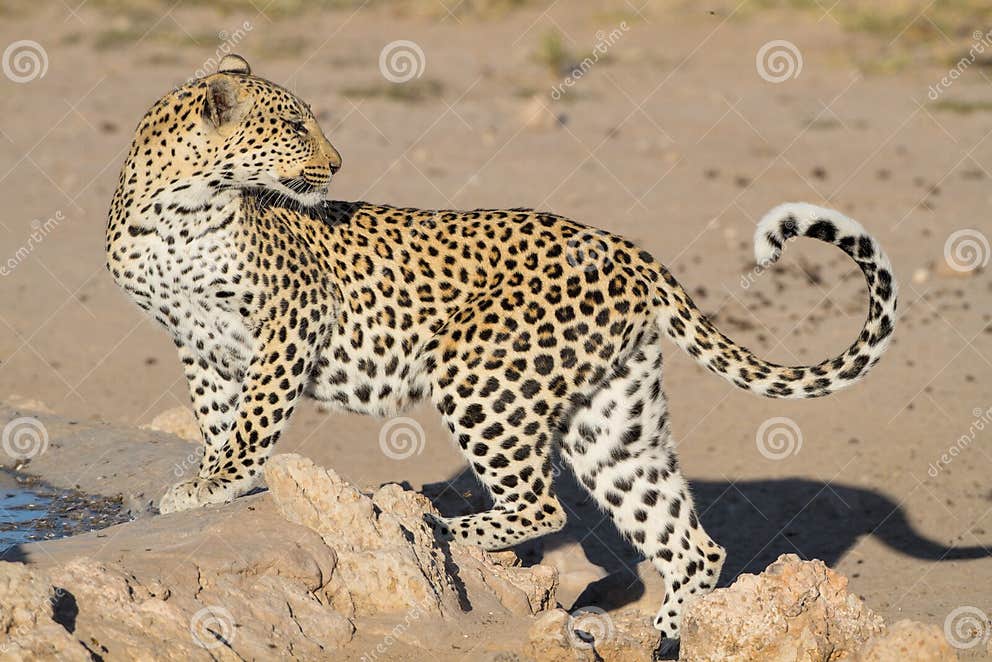 Leopard Big Spotted Cat Standing Stock Image Image of wildlife