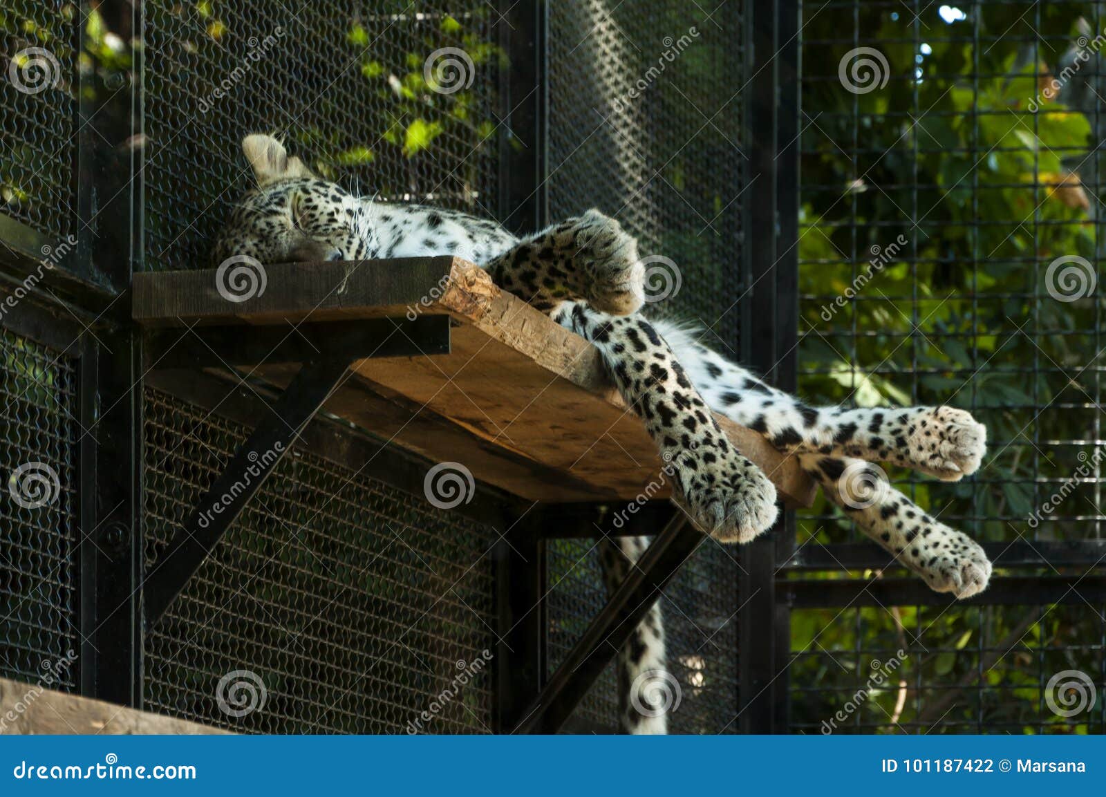 leopard at bioparco