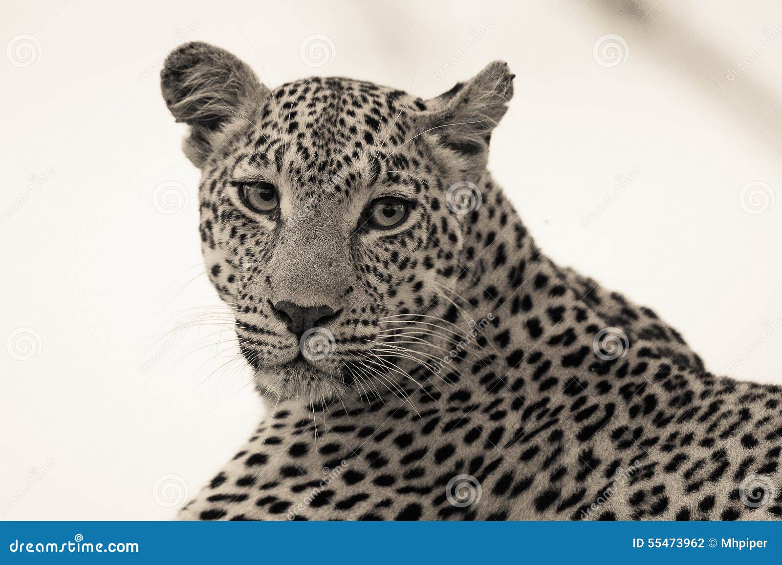 leopard