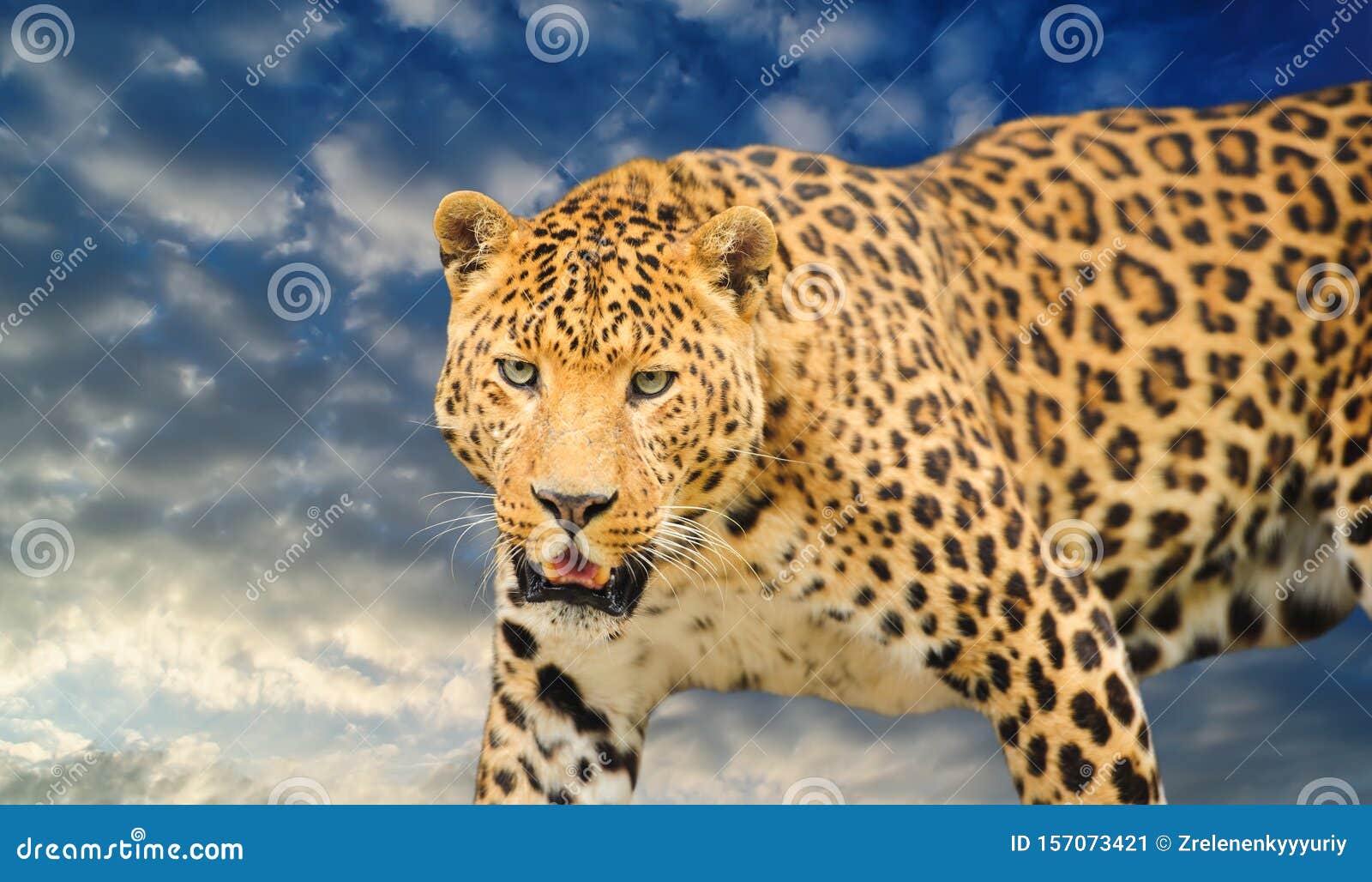 Leopard on a Blue Sky Background Stock Image - Image of african, catlike: 157073421 Leopard on a Blue Sky Background Stock Image - Image of african, catlike: 157073421