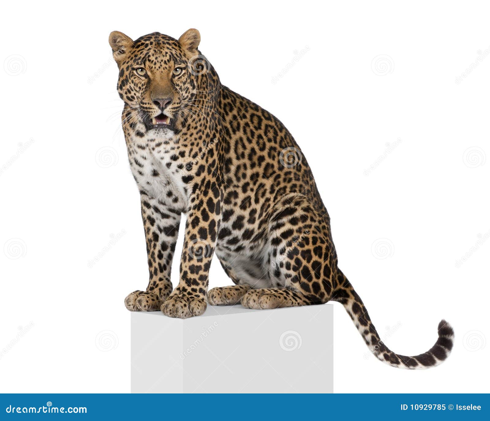 17,559 Leopard White Background Stock Photos - Free & Royalty-Free Stock  Photos from Dreamstime