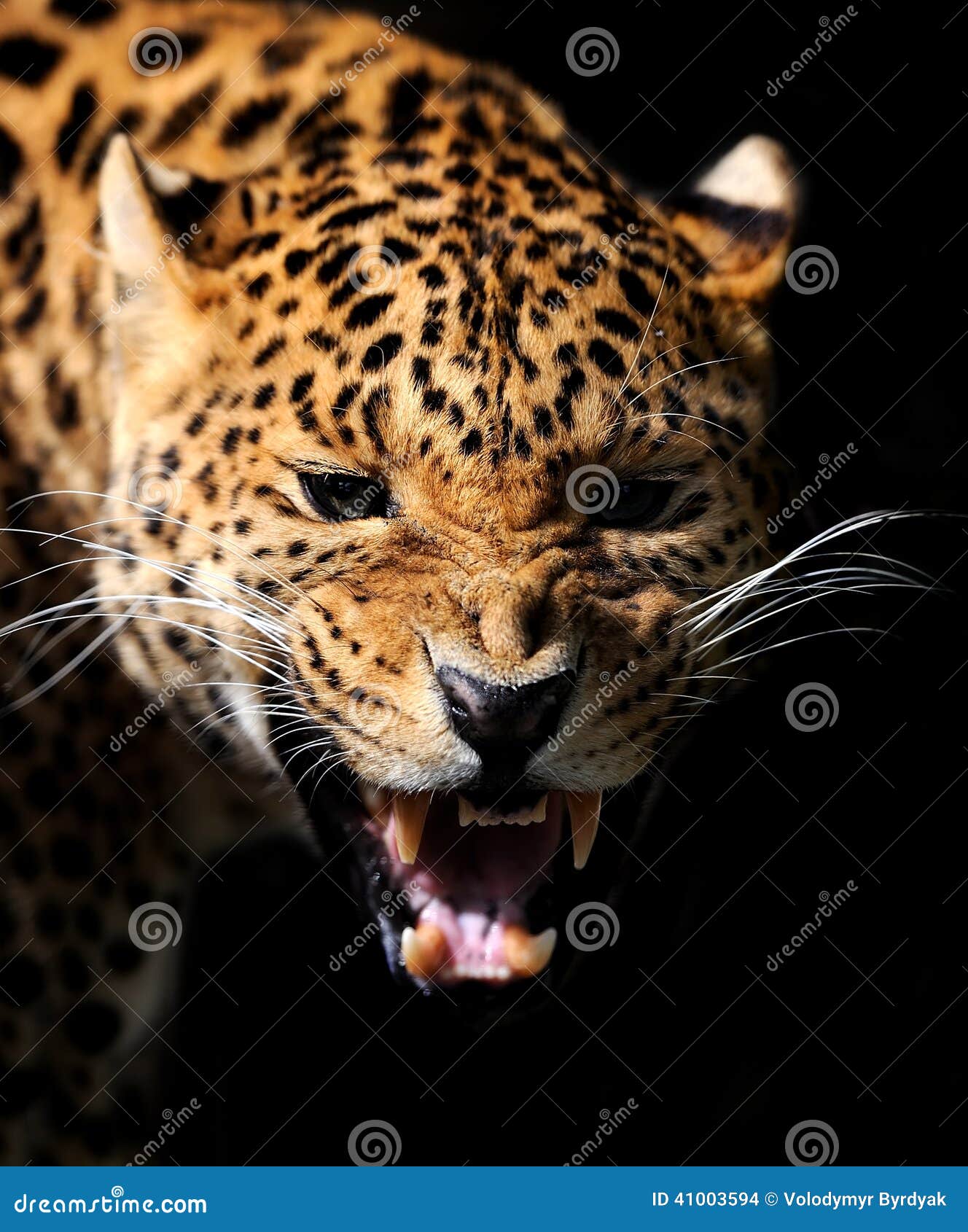 Leopard stock photo. Image of jungle, feline, huge, animal - 41003594
