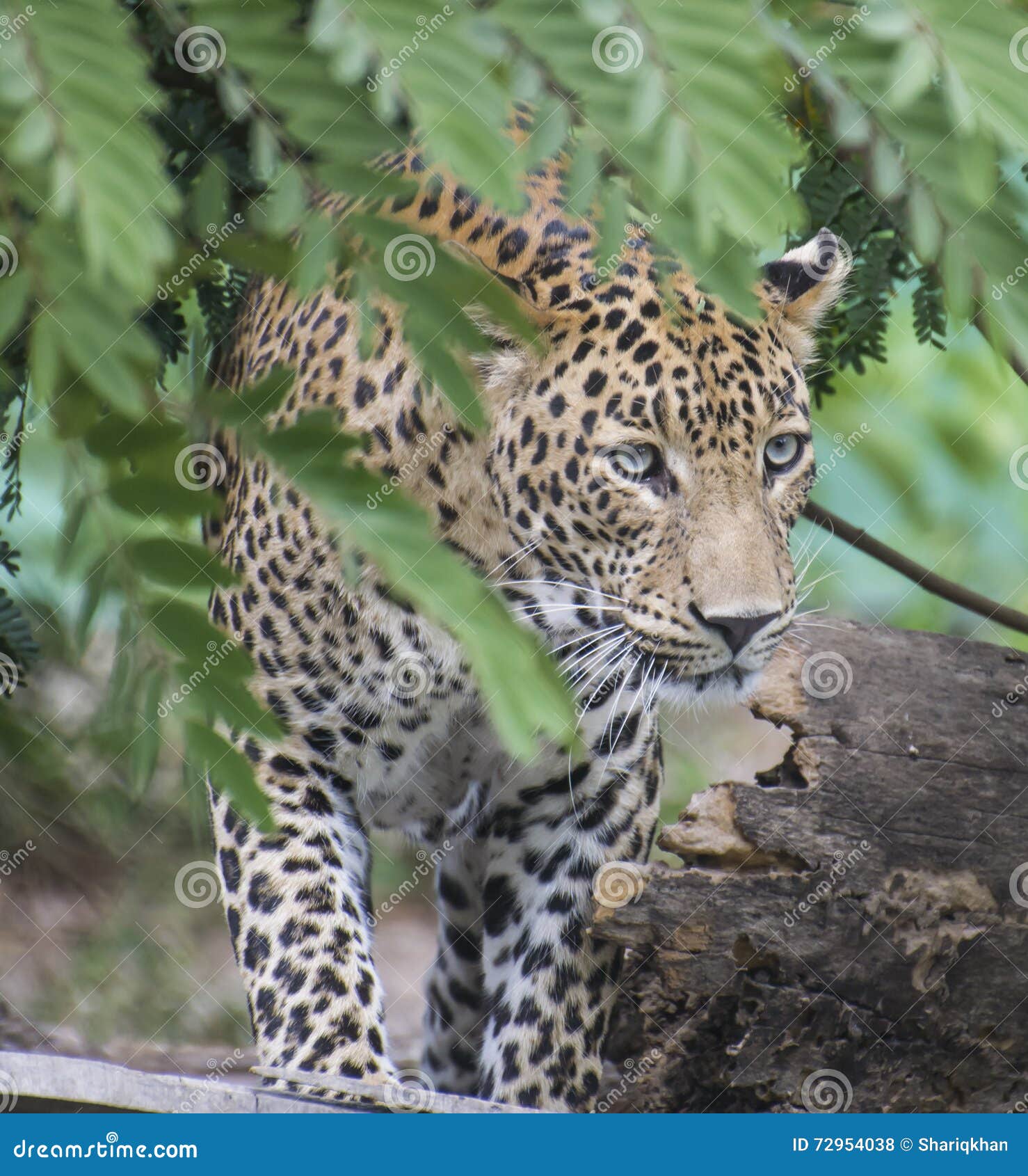 Leopard Stock Photo Image Of Endangered Iucn Maharashtra