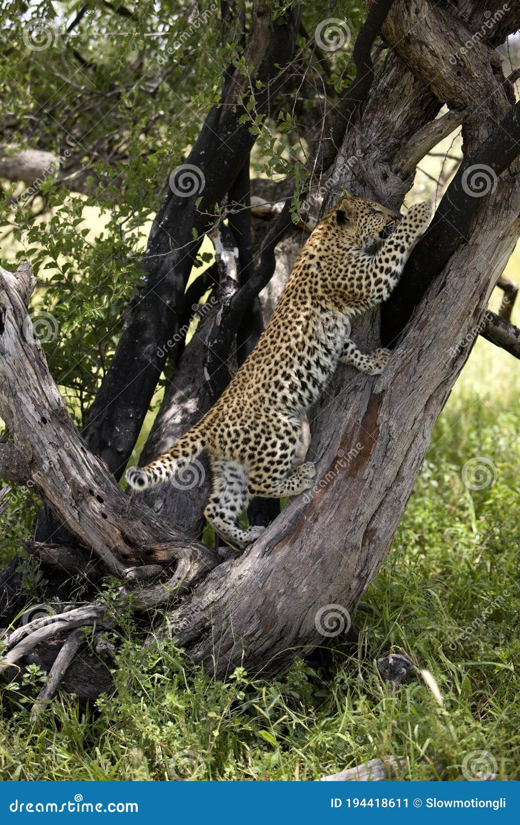 Leopard Cub Panthera Pardus De 4 Meses De Edad Joven Trepando En Tronco De  árbol Namibia Imagen de archivo - Imagen de exterior, leopardo: 194418611