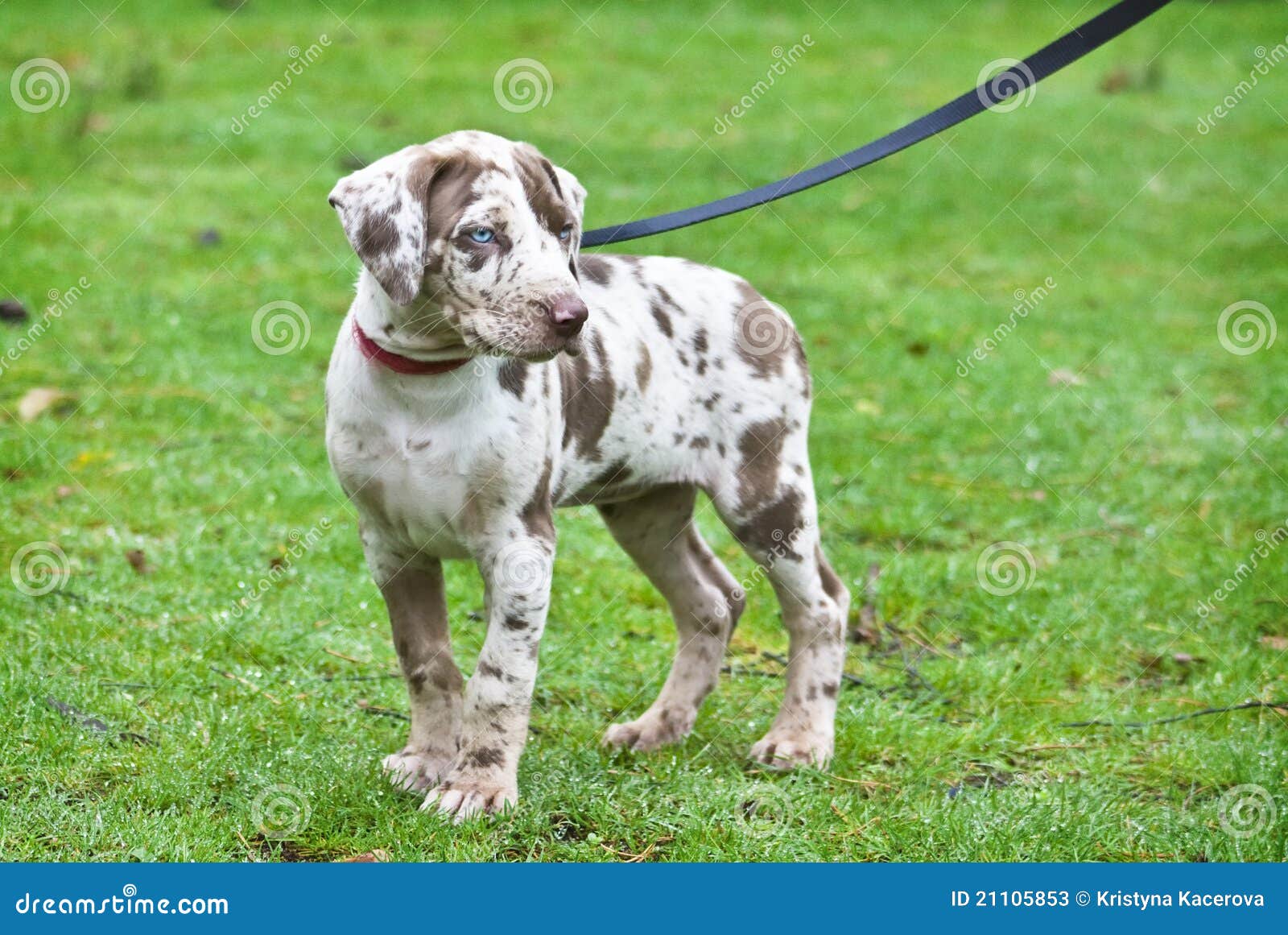 leopard dog puppy
