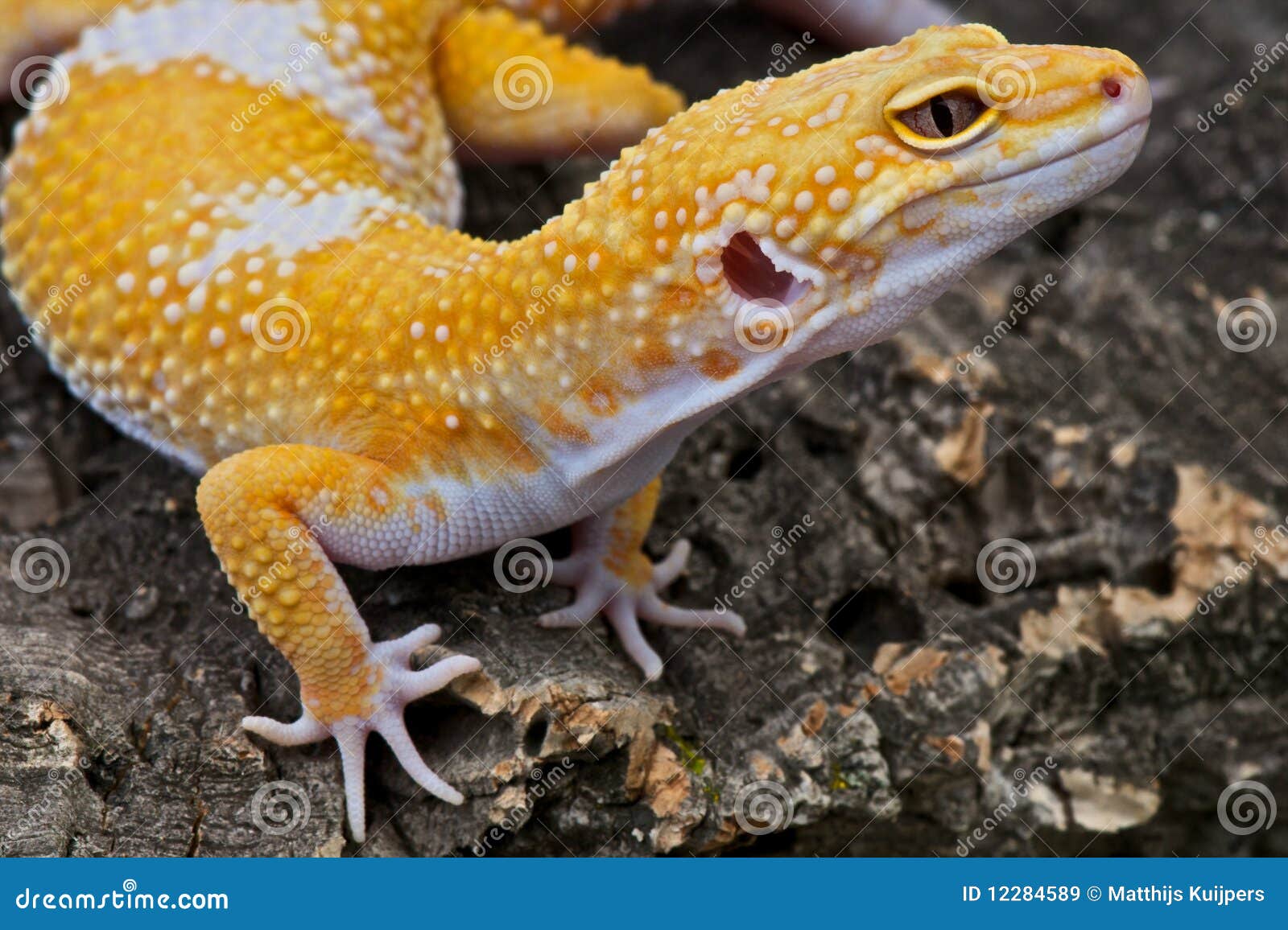 Gecko morph