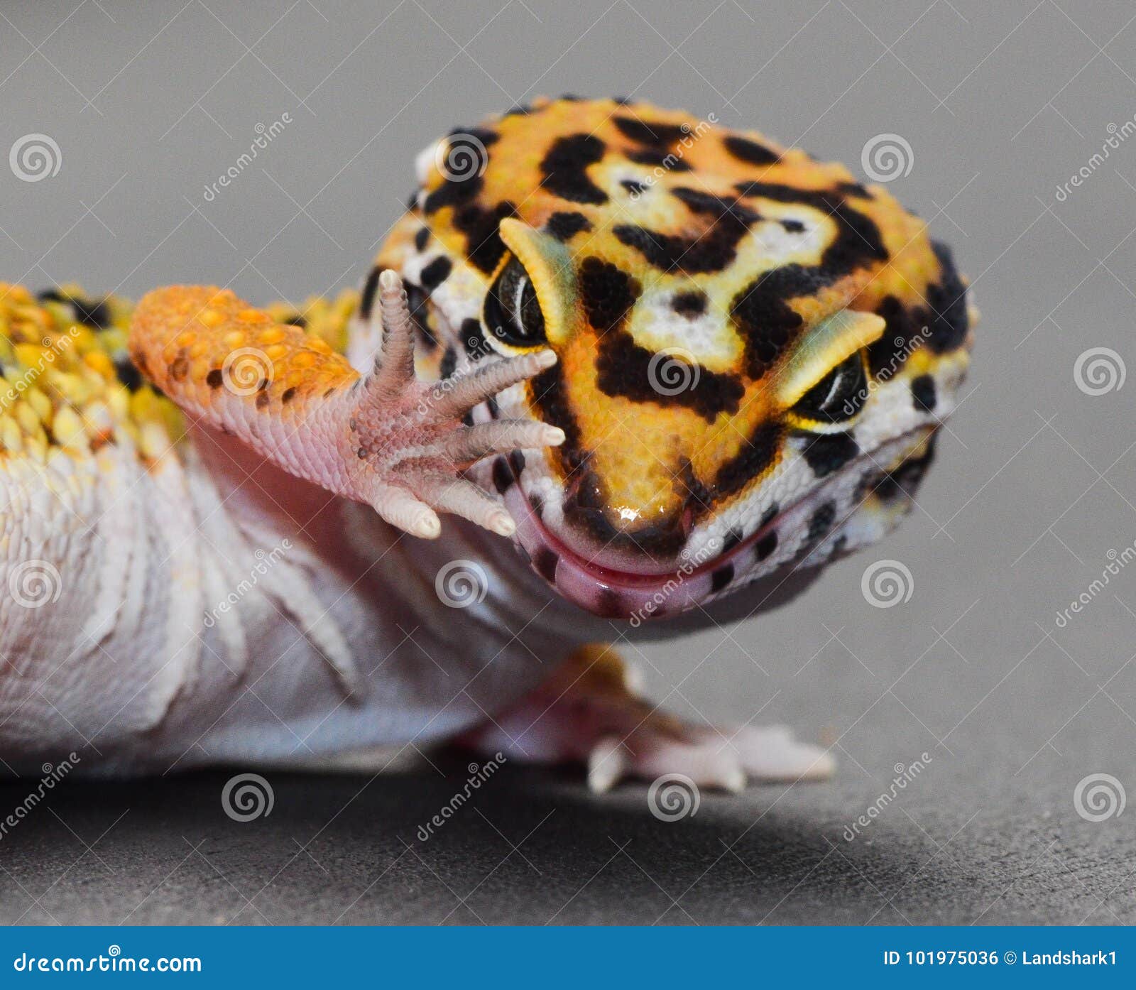 a leopard gecko with attitude. talk to the hand.
