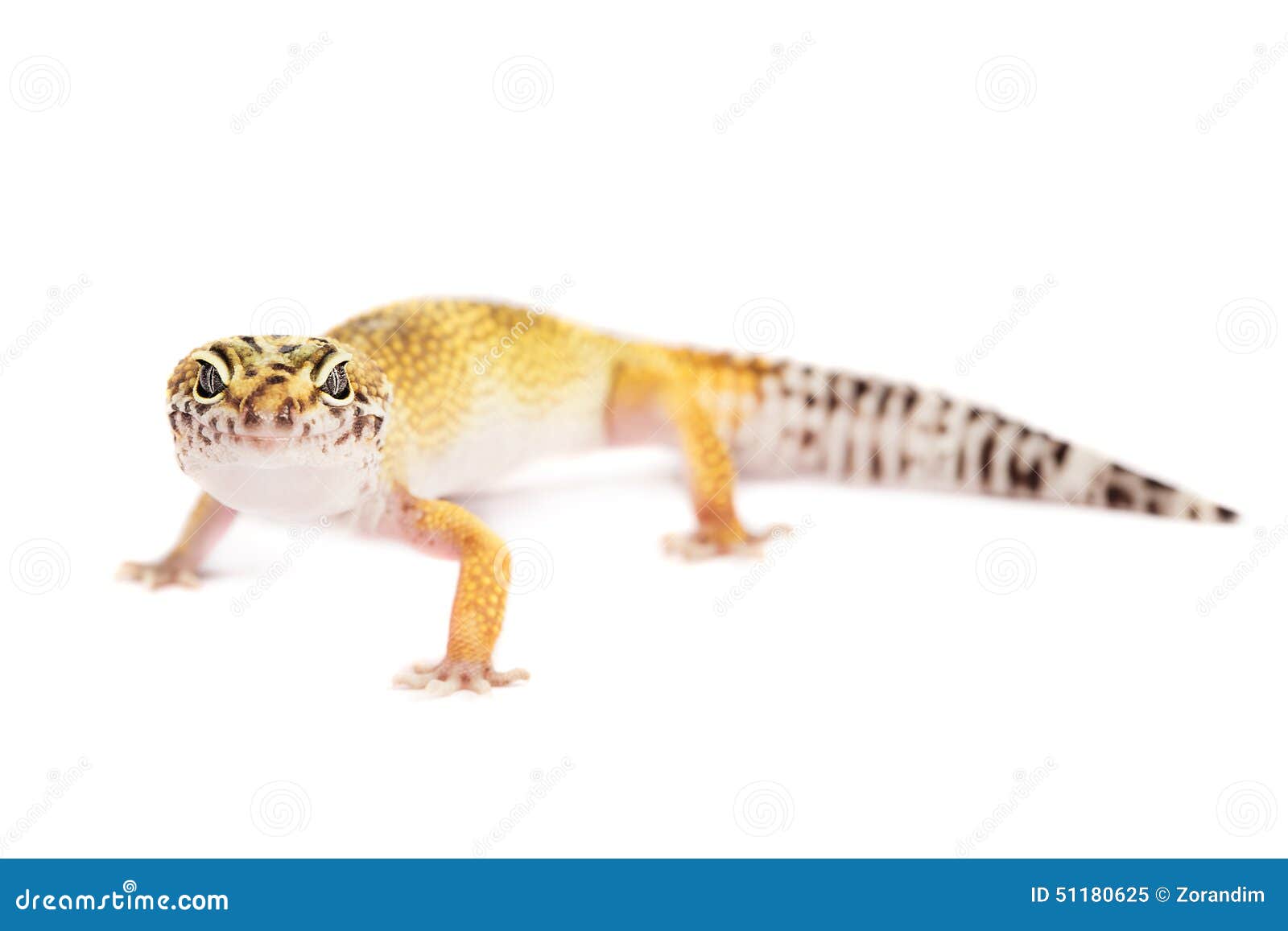 Leopard Gecko Isolated on White Background Stock Image - Image of