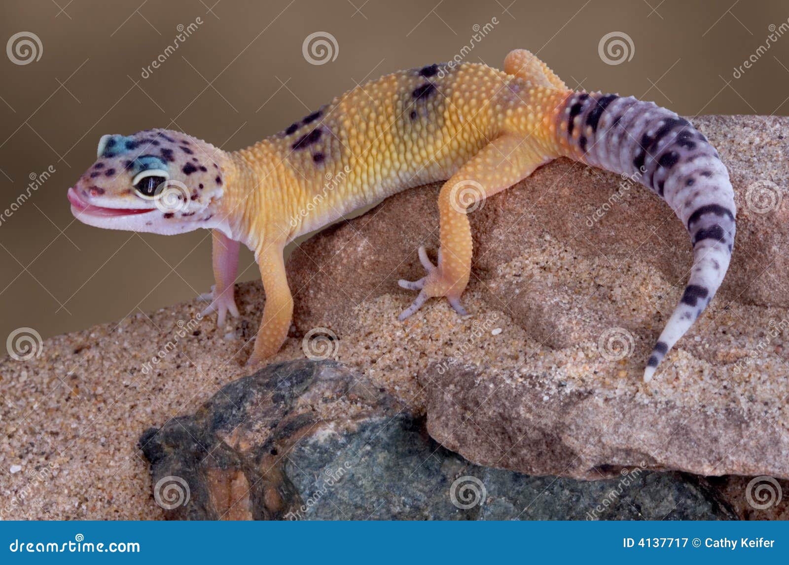 Image result for leopard gecko free images