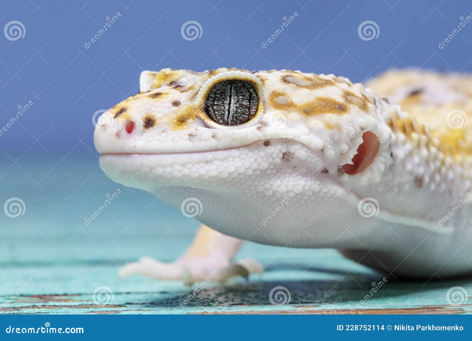 Care guide: Leopard geckos | PetSmart, image size:1600x1157