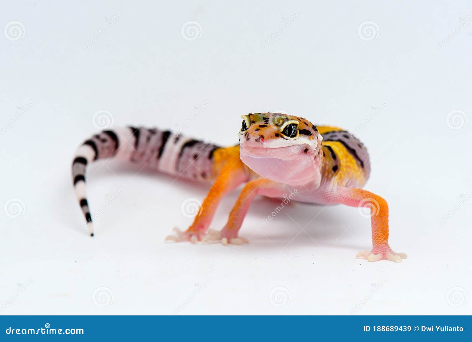 Leopard Gecko on White Background Stock Image - Image of animals, white