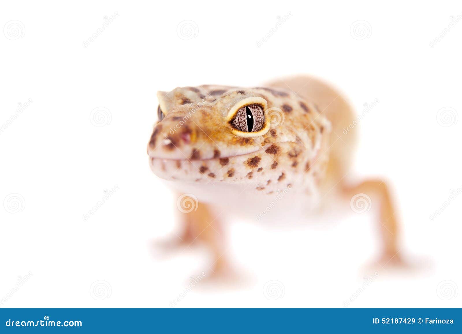 Leopard Gecko on a White Background Stock Image - Image of multicolor