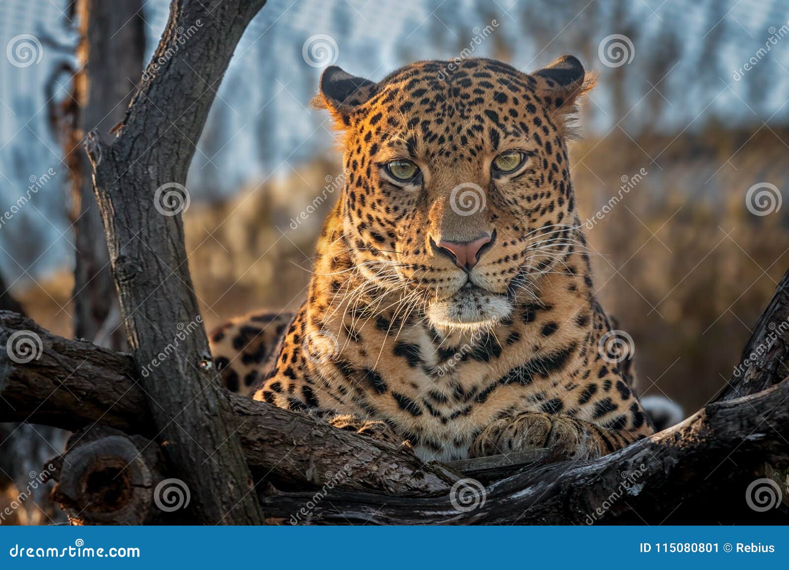 Leopard Stock Image Image Of Close Animals Lion Safari 115080801