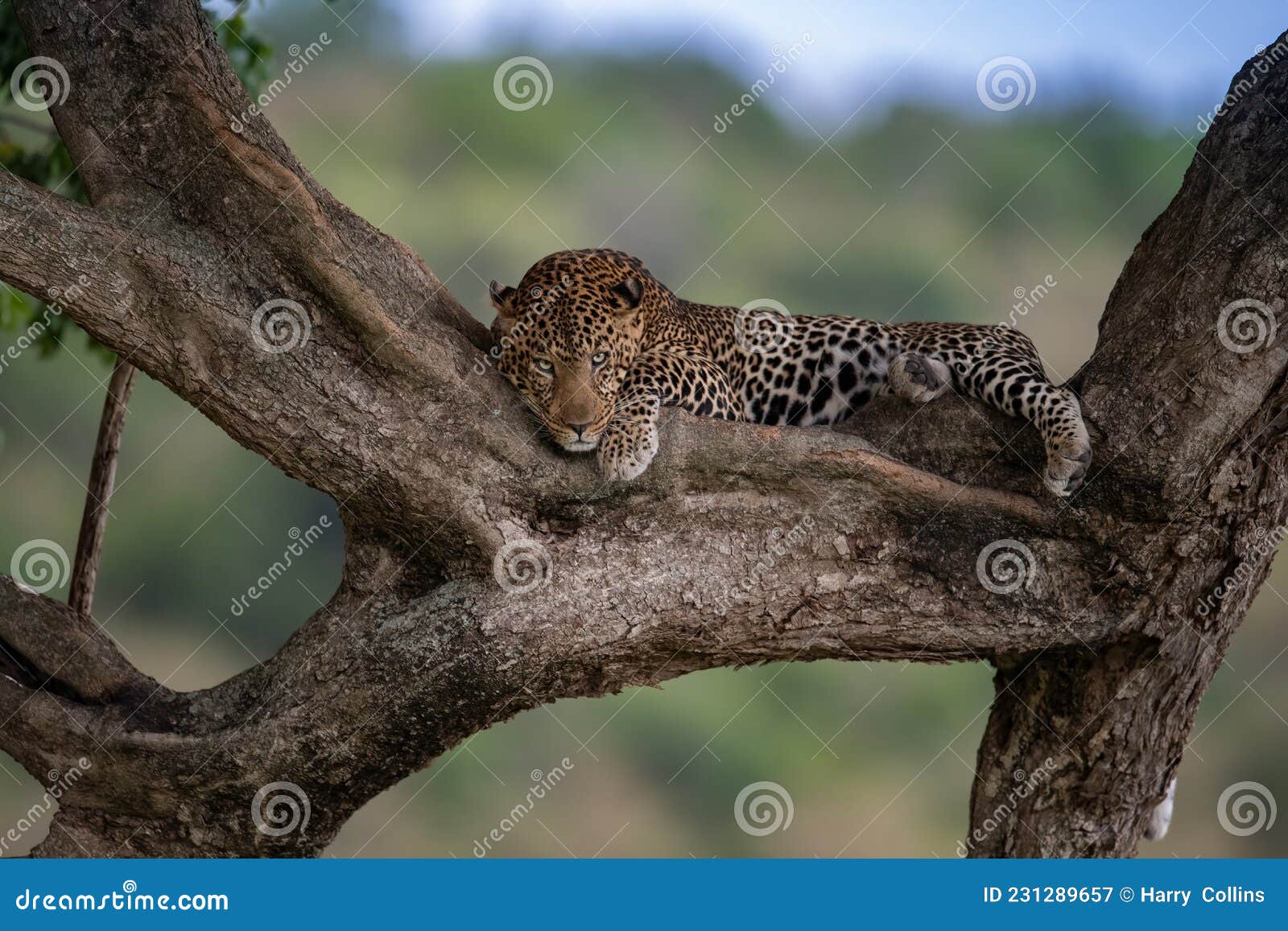 A Leopard in Kenya, Africa stock image. Image of safari - 231289657
