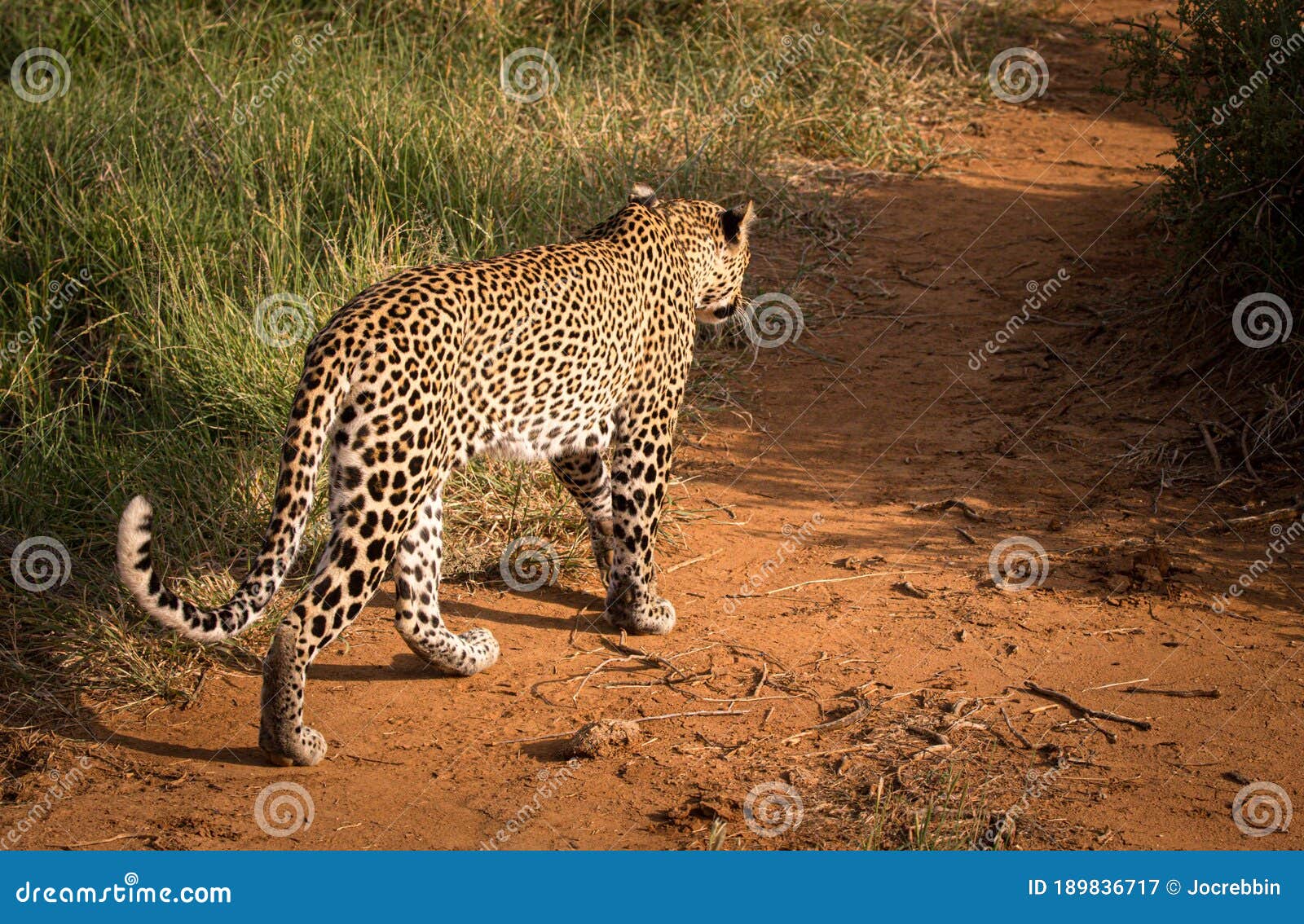 Leopard in Kenya Walking Away Stock Image - Image of jungle, closeup: 189836717 Leopard in Kenya Walking Away Stock Image - Image of jungle, closeup: 189836717