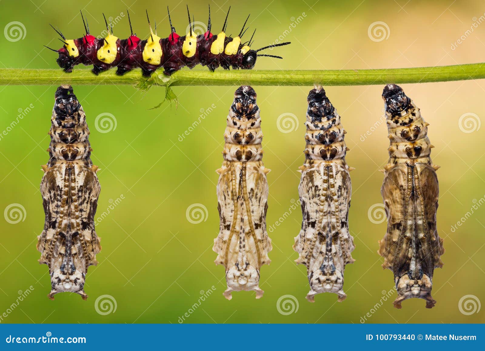 Leopard Lacewing Cethosia Cyane Pupae And Caterpillar Royalty-Free ...