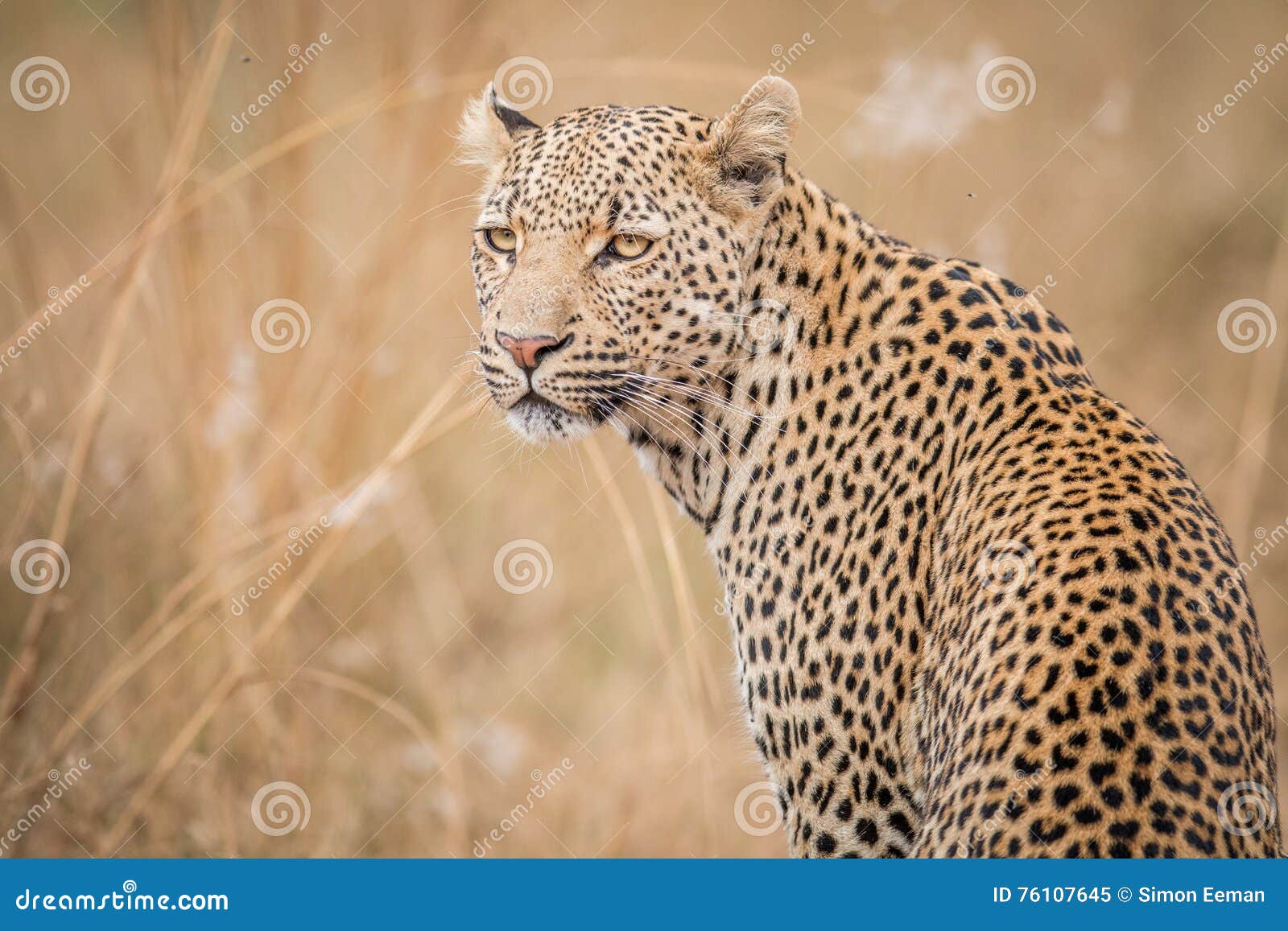 A Leopard Looking Back in the Kruger. Stock Image Image of nature