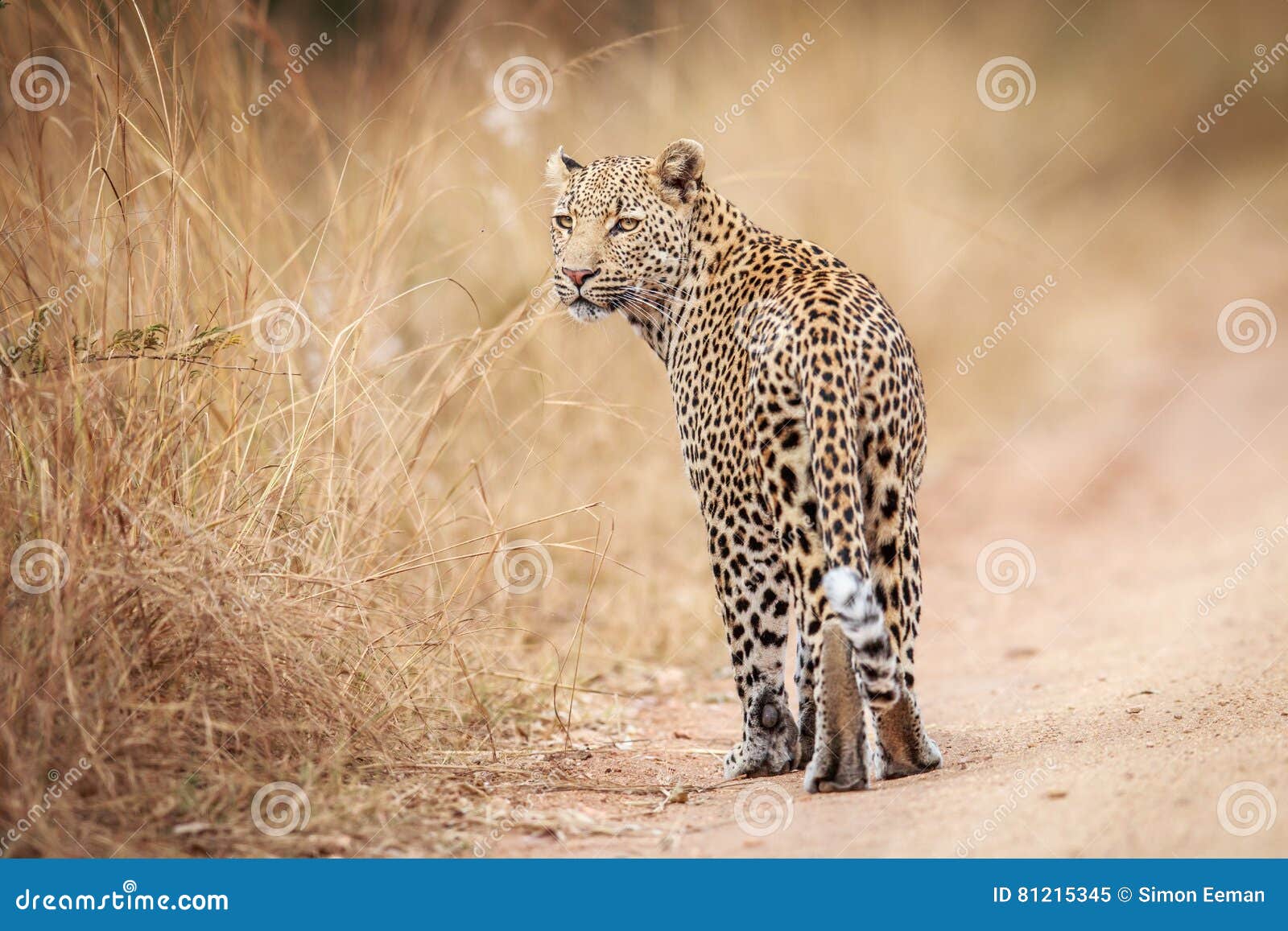 Leopard looking back. stock image. Image of dangerous 81215345