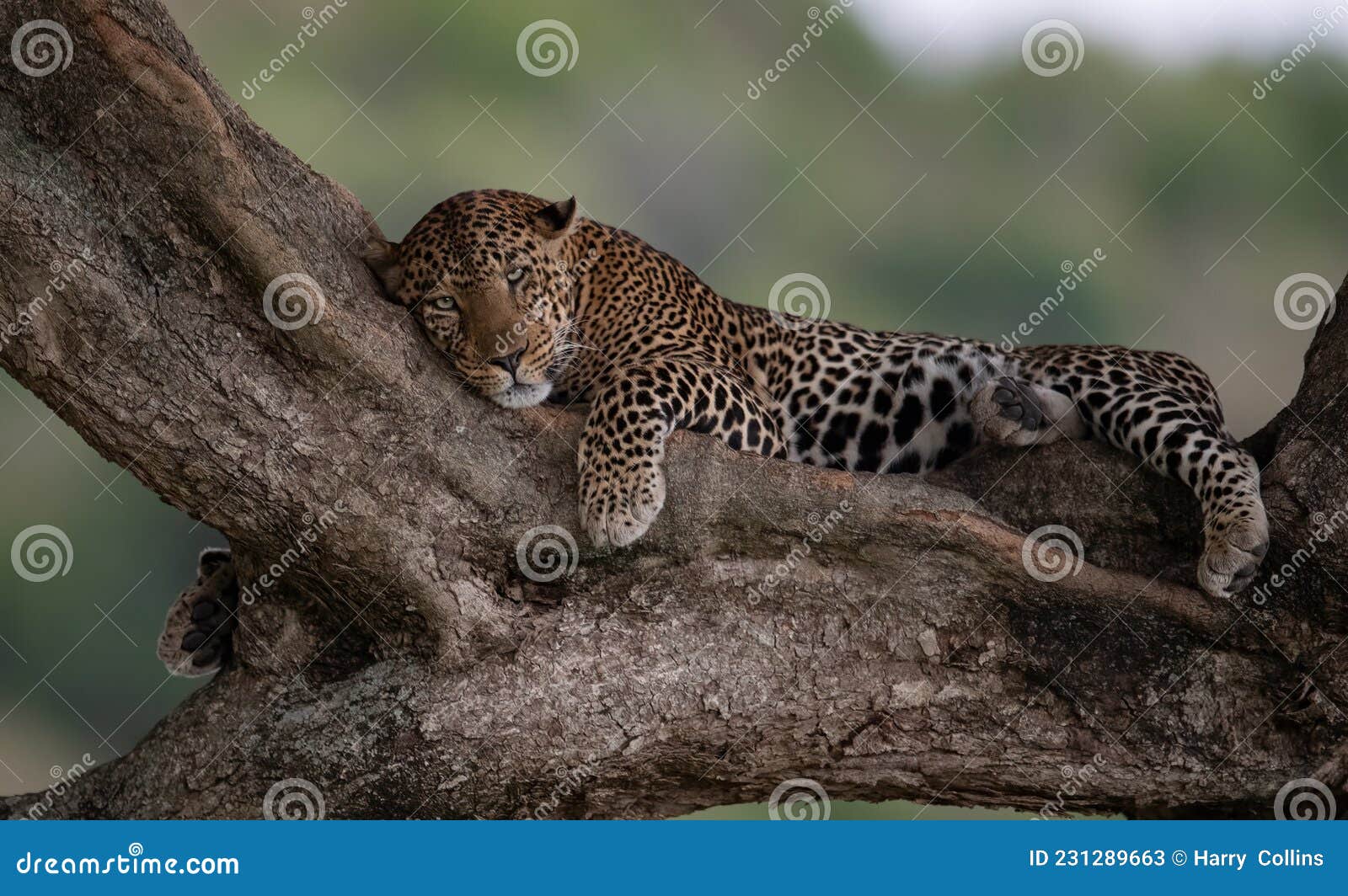 A Leopard in Kenya, Africa stock image. Image of wild - 231289663 A Leopard in Kenya, Africa stock image. Image of wild - 231289663