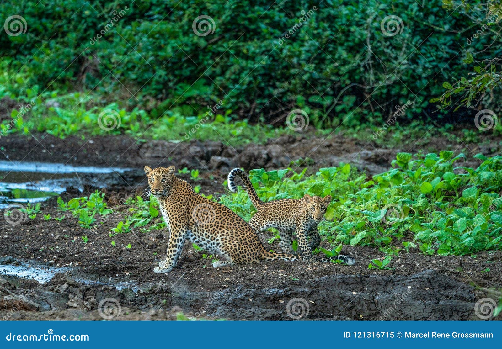 leopard mother with cub - lower sambesi np zambia