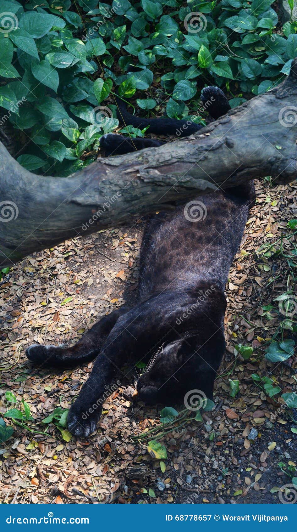 Leopard of Panther Black Panther Stock Image Image of black, regal