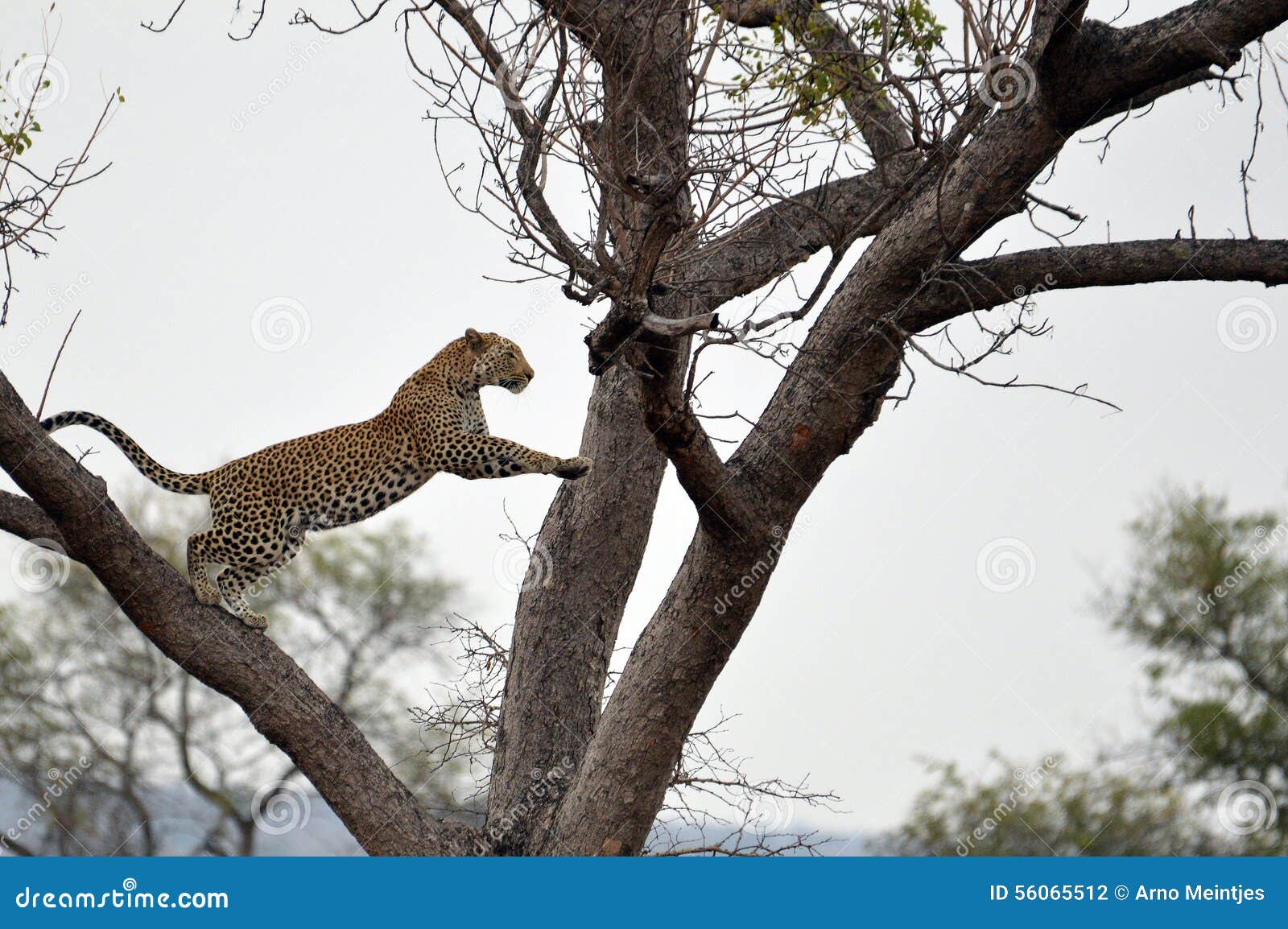Leopard (Panthera Pardus) Jumping Stock Photo - Image: 56065512