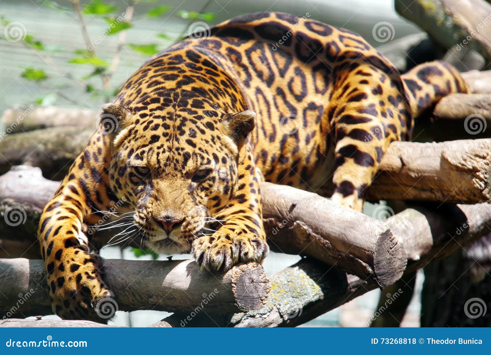 wild animal. feline. leopard