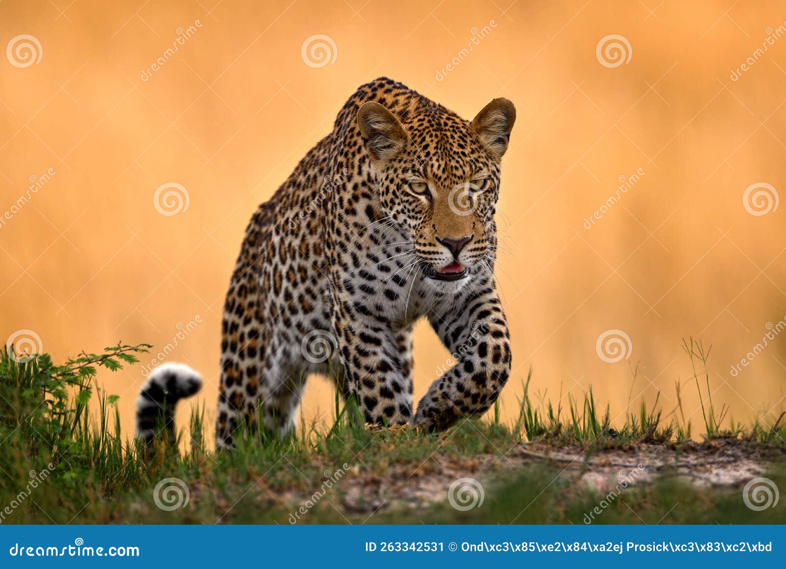 leopard, panthera pardus shortidgei, nature habitat, big wild cat in the nature habitat, sunny day on the savannah, okavango delta