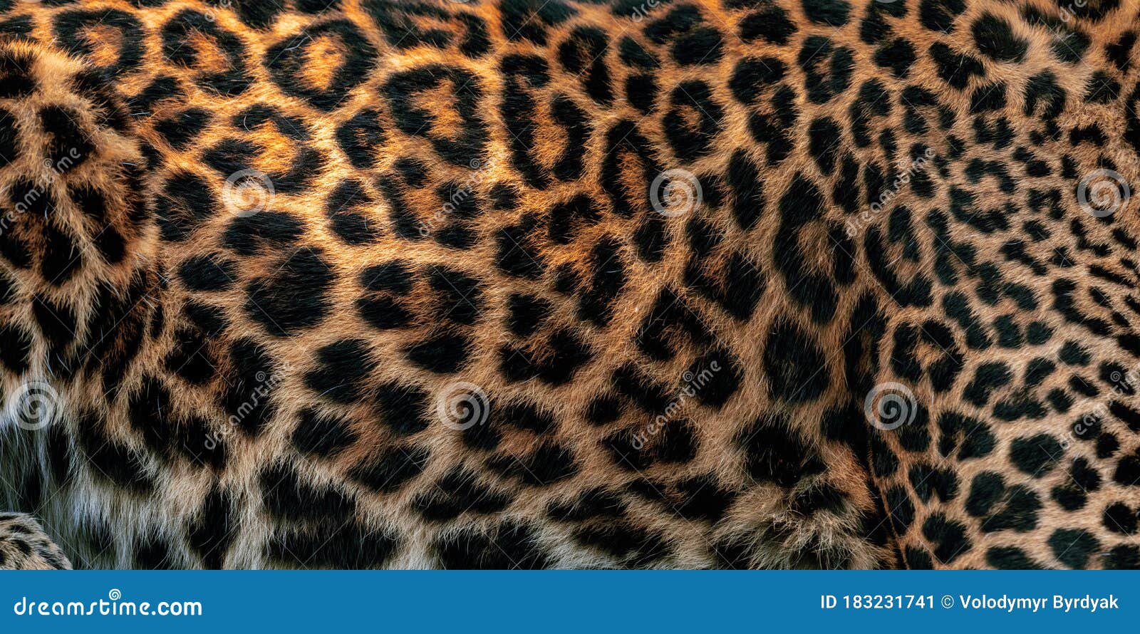 Animal Skin Print Real Cheetah Stock Photos - Free & Royalty-Free Stock  Photos from Dreamstime
