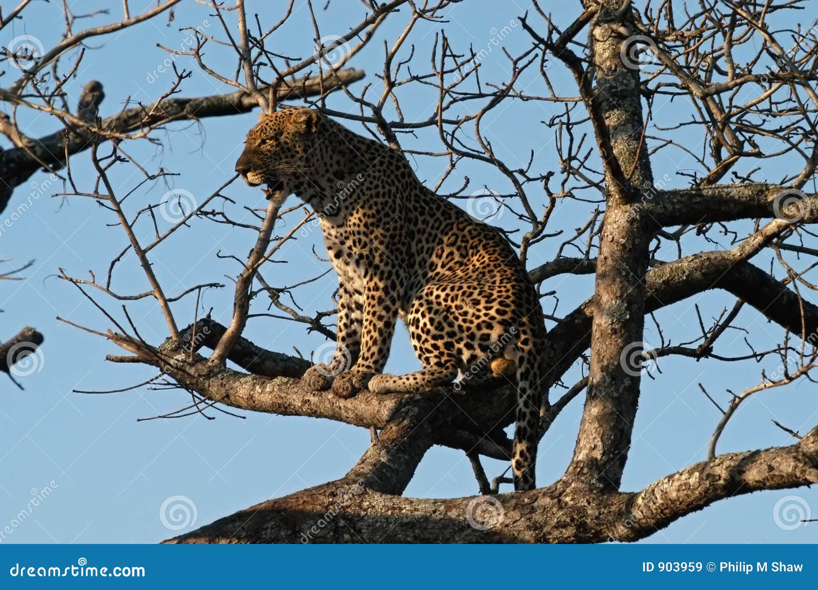 leopard perches in a tree