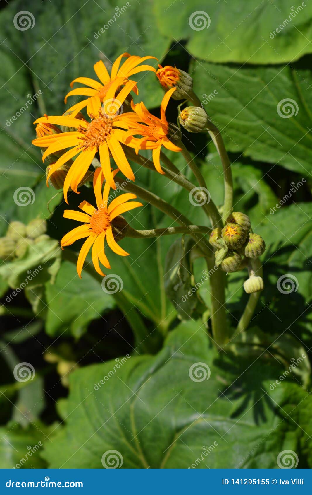 Leopard plant stock image. Image of flower, golden, close 141295155