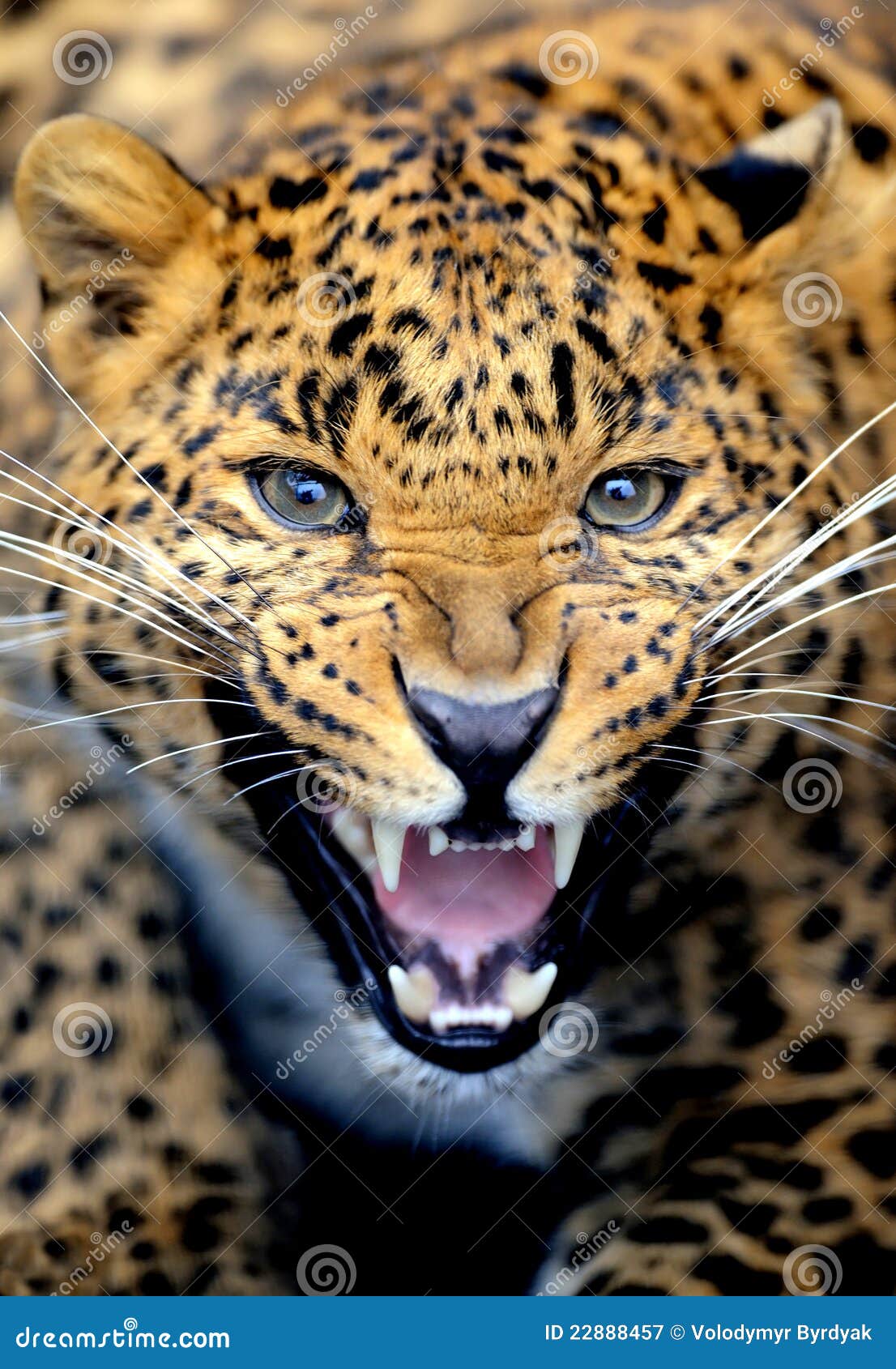 Leopard portrait stock image. Image of africa, attentive - 22888457 Leopard portrait stock image. Image of africa, attentive - 22888457