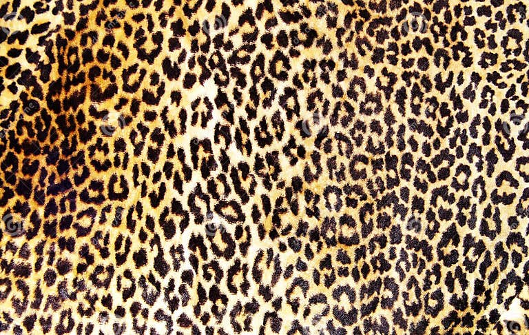 Leopard print stock image. Image of detail, design, fashionable - 2462501