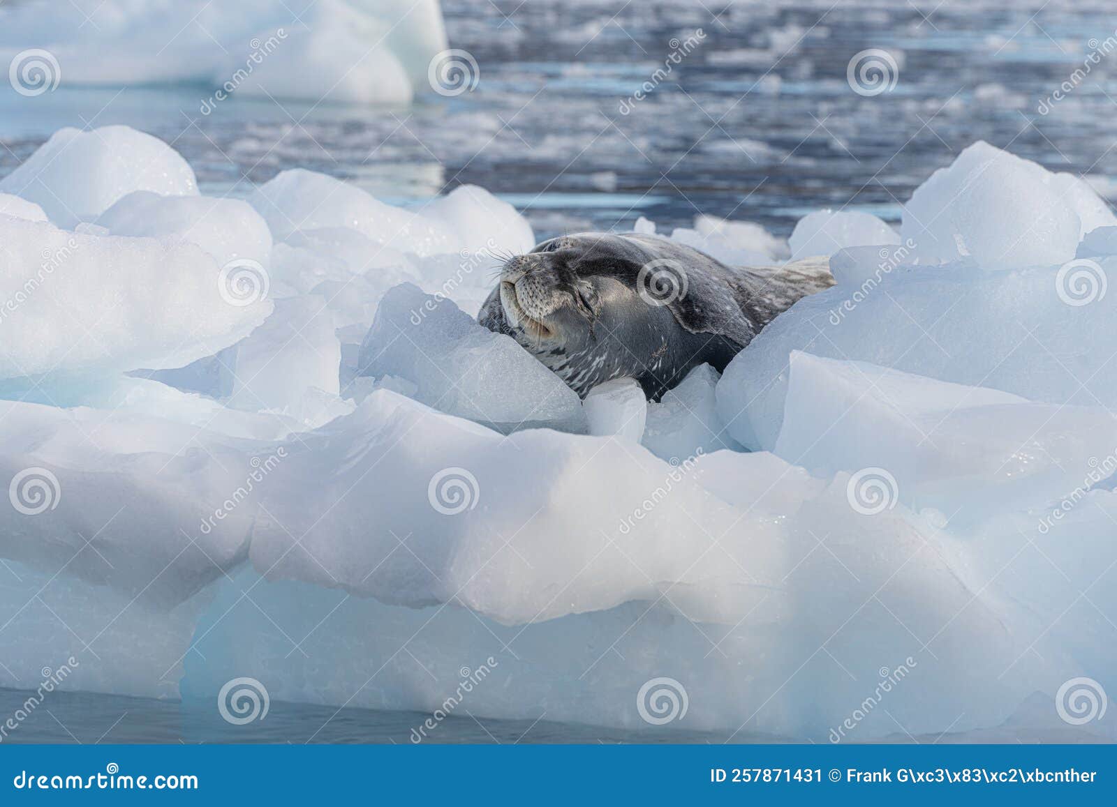leopard seal (hydrurga leptonyx) on an ice floe in antarctica's cierva cove