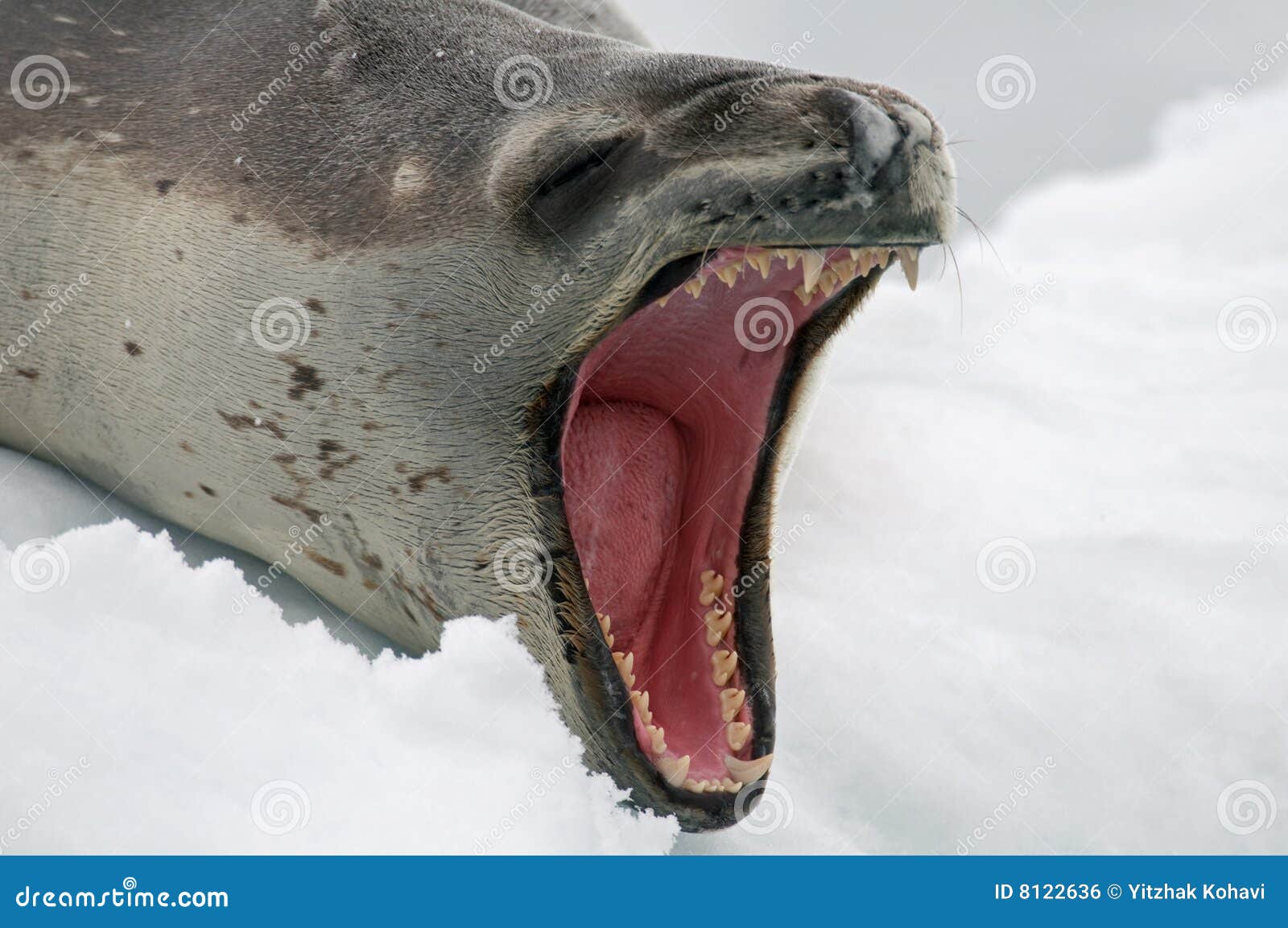 leopard seal showing off