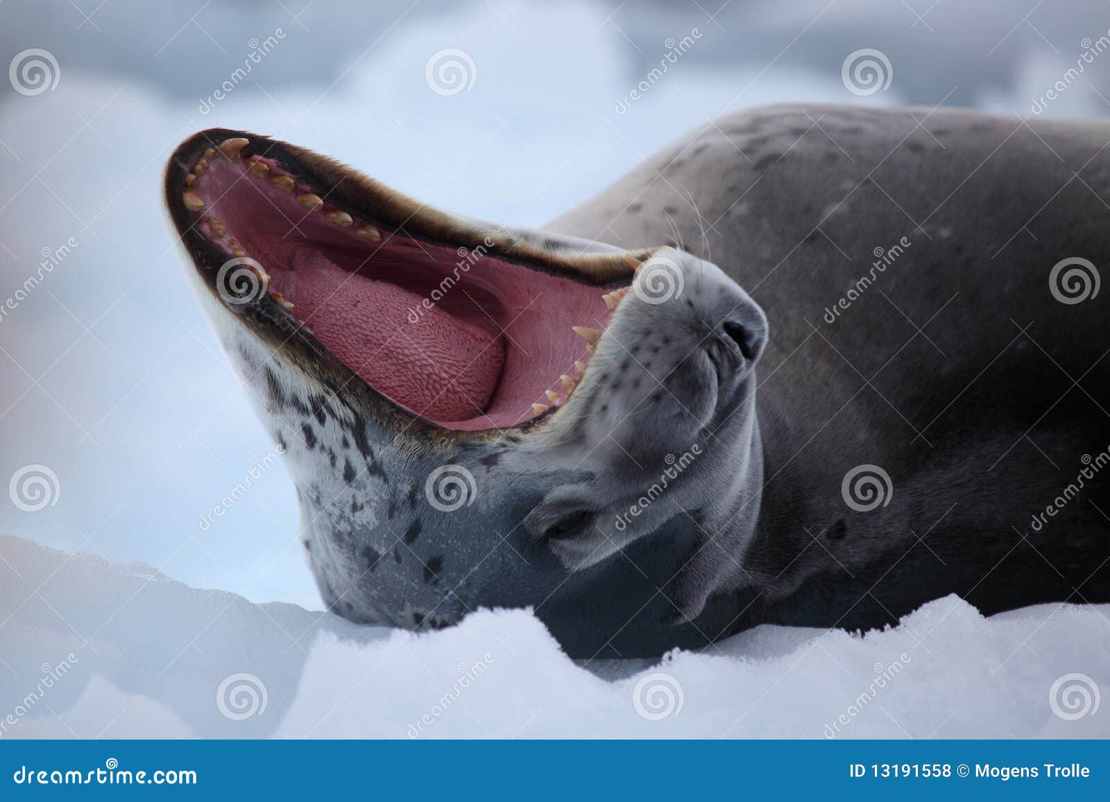leopard seal yawning, antarctica