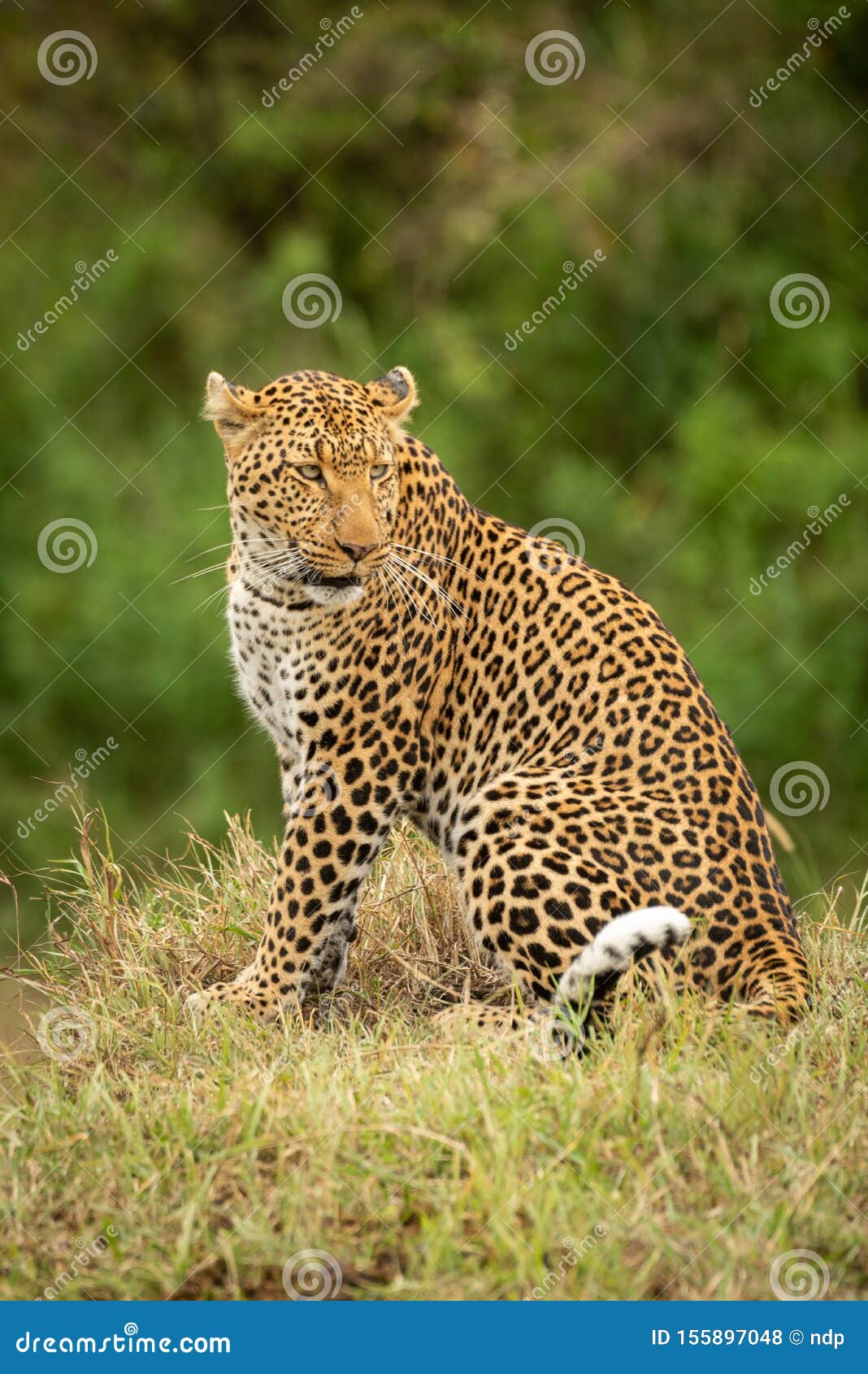 Leopard Sits on Grass Bank Looking Back Stock Photo Image of