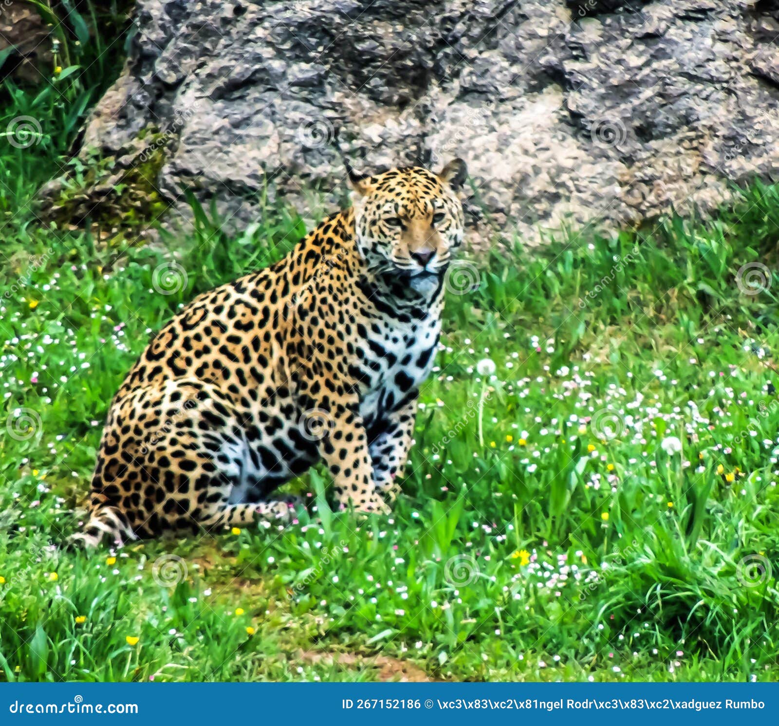 leopardo sitting in the grass