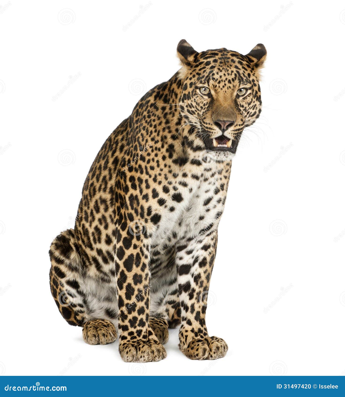 leopard sitting, roaring, panthera pardus