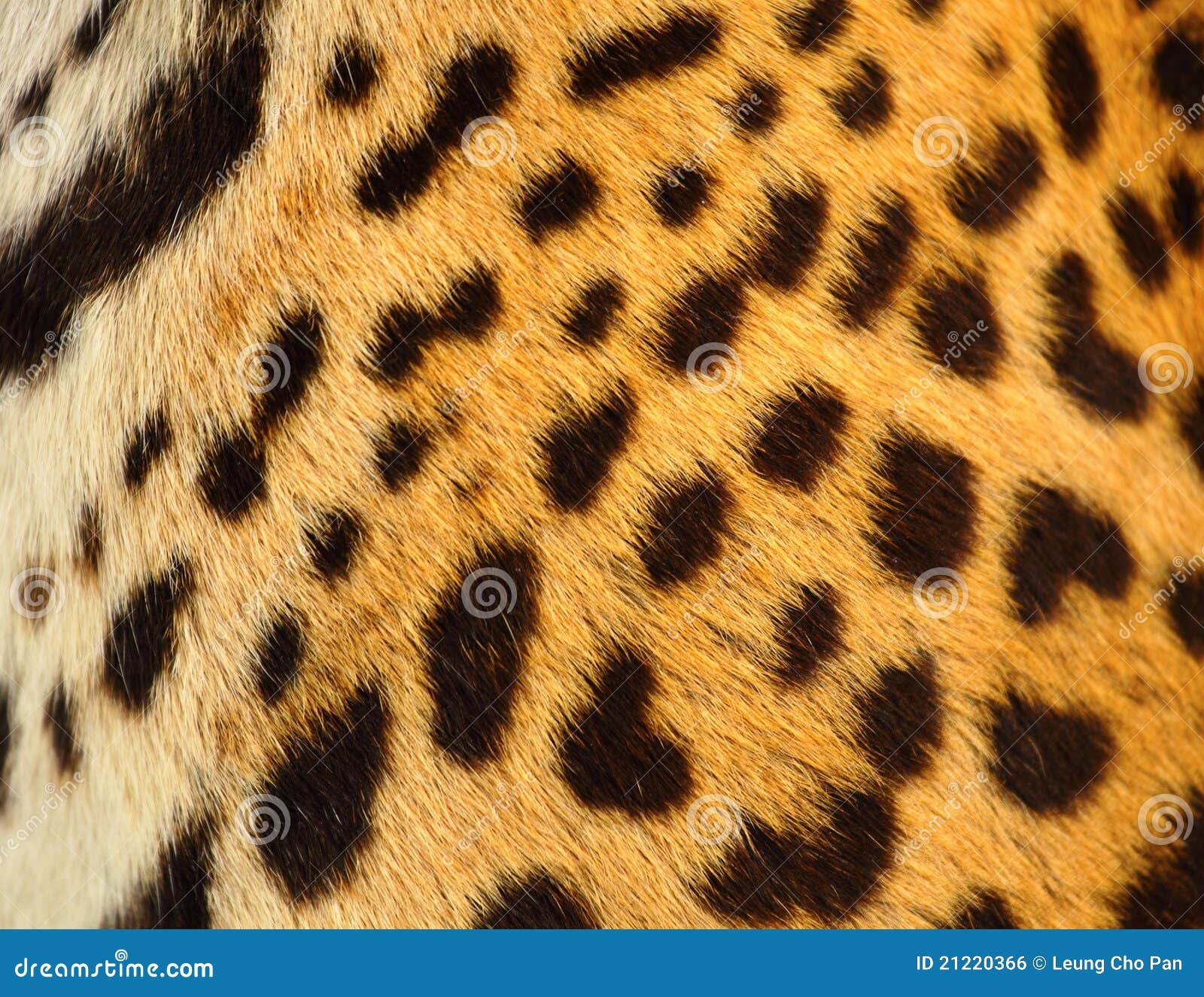 Leopard skin stock photo. Image of animal, textile, africa 21220366