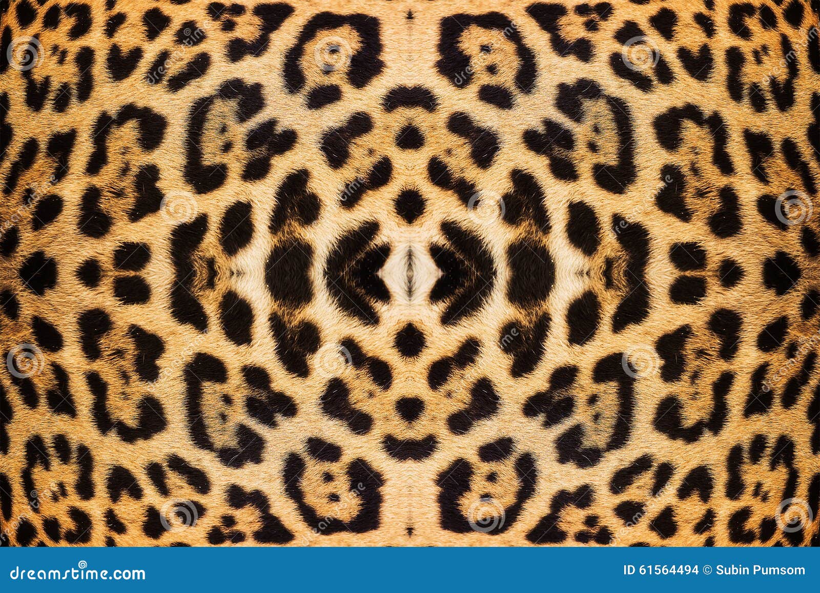 Leopard skin texture stock photo. Image of background - 61564494