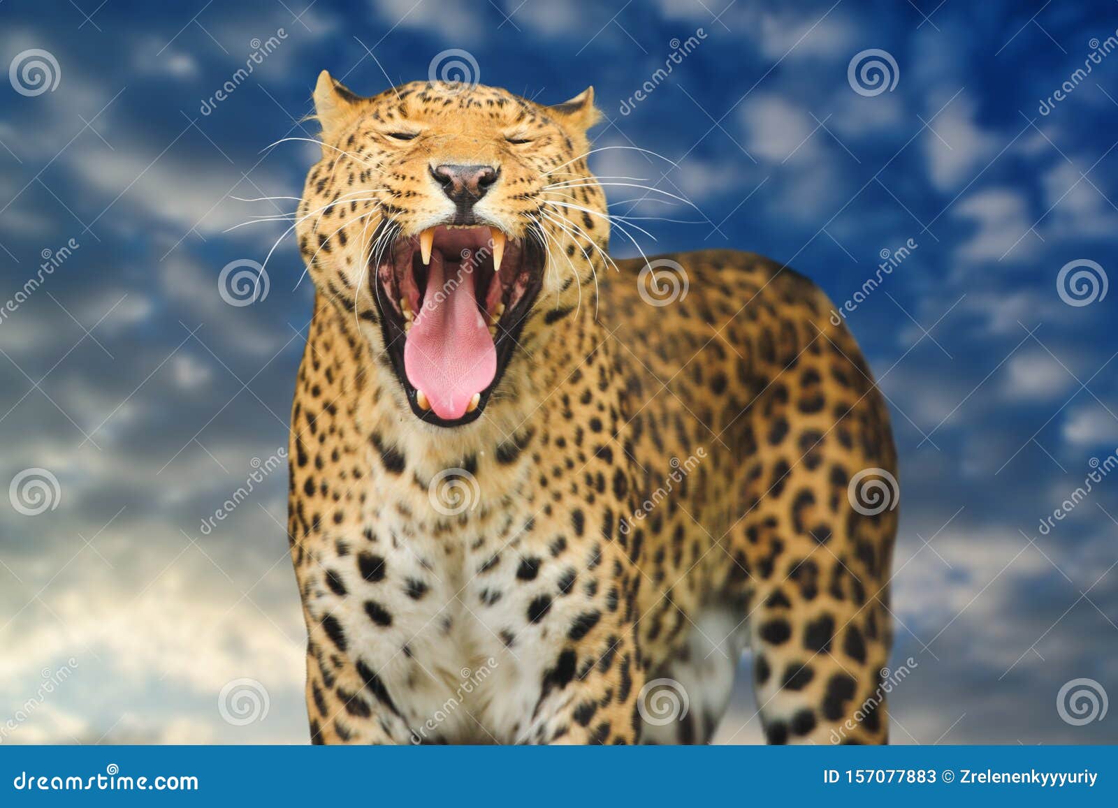 Leopard on the Sky Background Stock Image - Image of mammal, dangerous:  157077883
