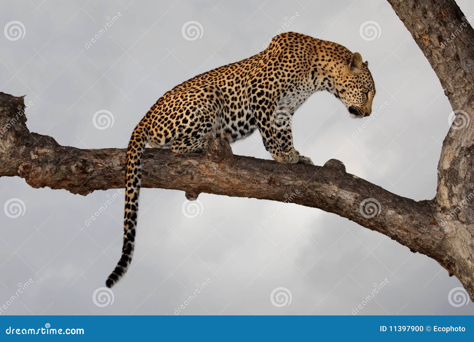 leopard, south africa