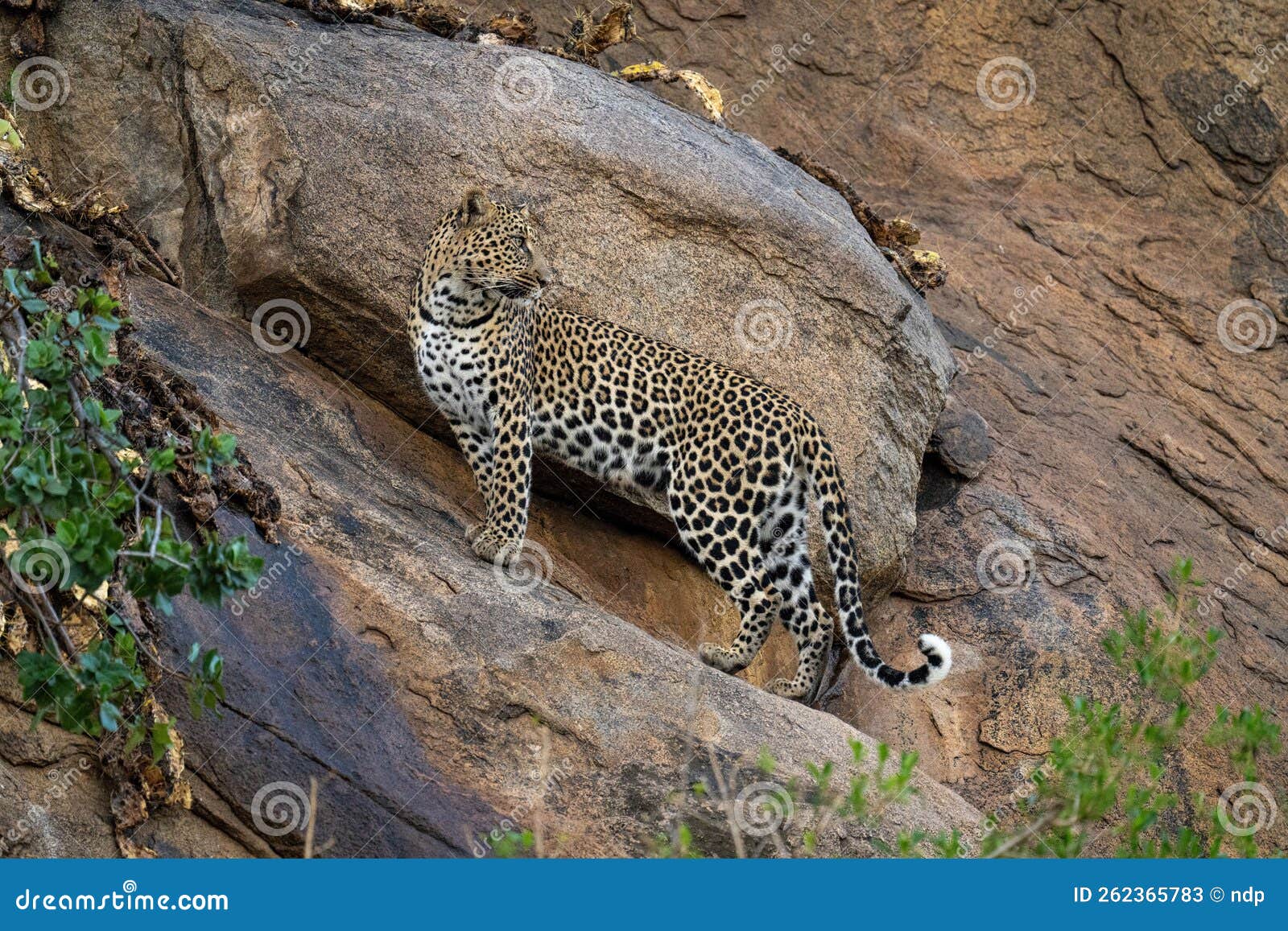 Leopard Stands on Sloping Rock Looking Back Stock Image Image of
