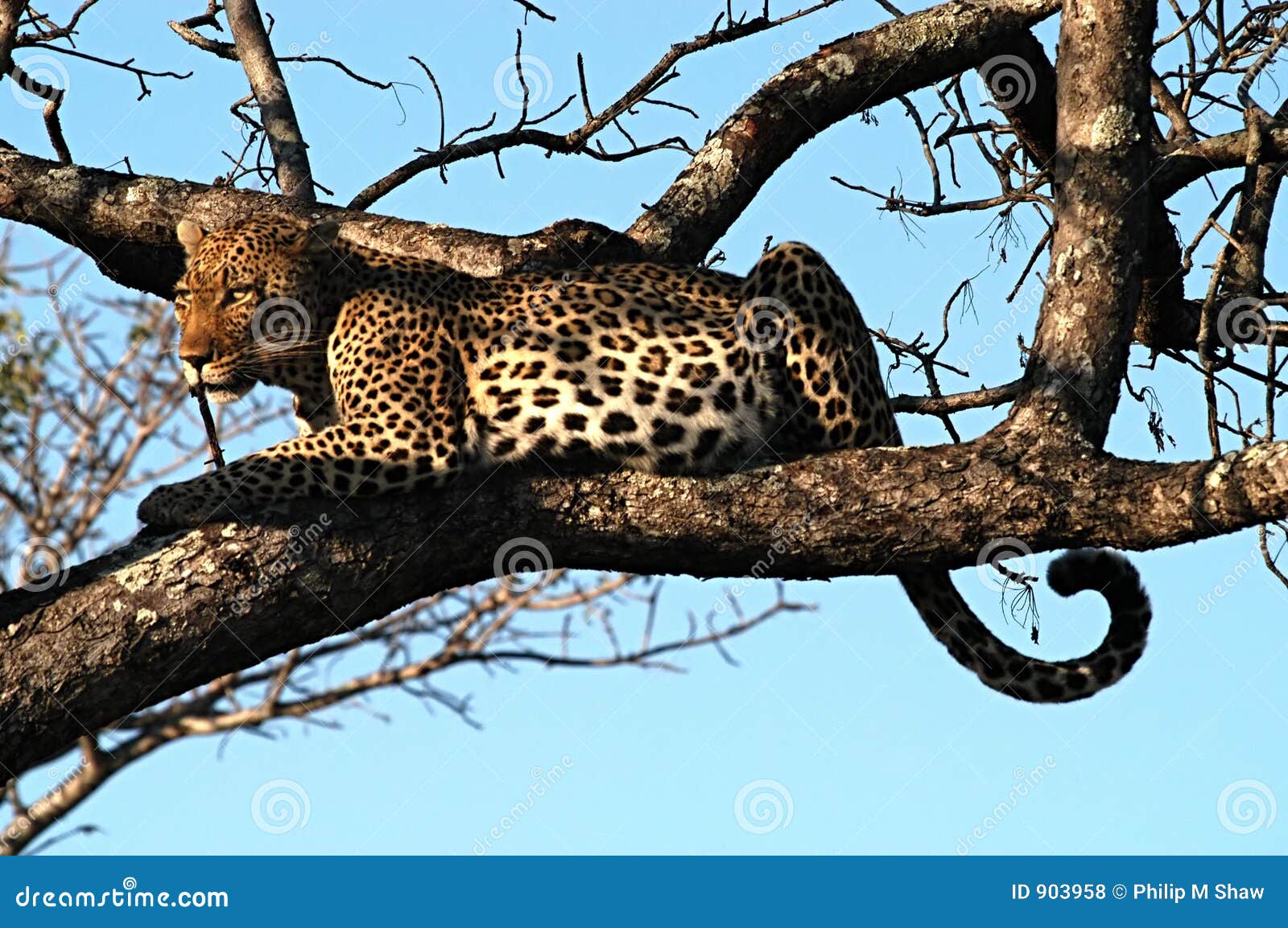 leopard stares at potential prey