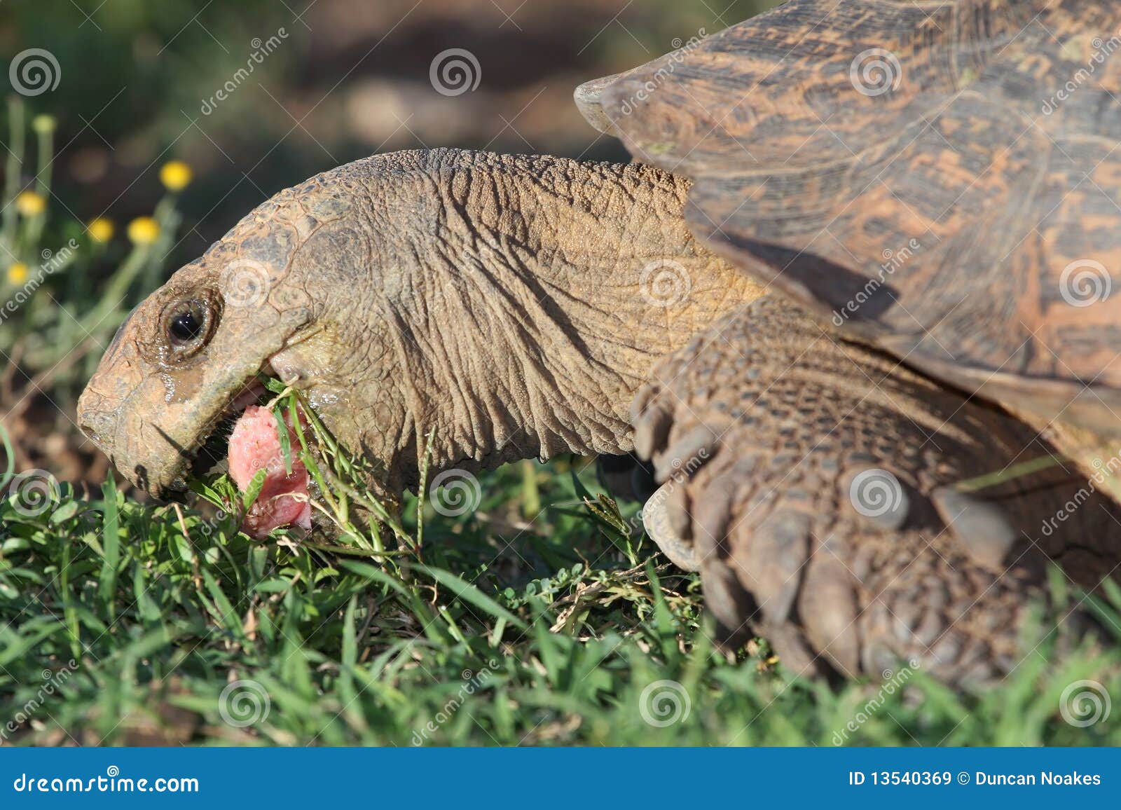Leopard Tortoise Eating stock image. Image of head, saliva 13540369