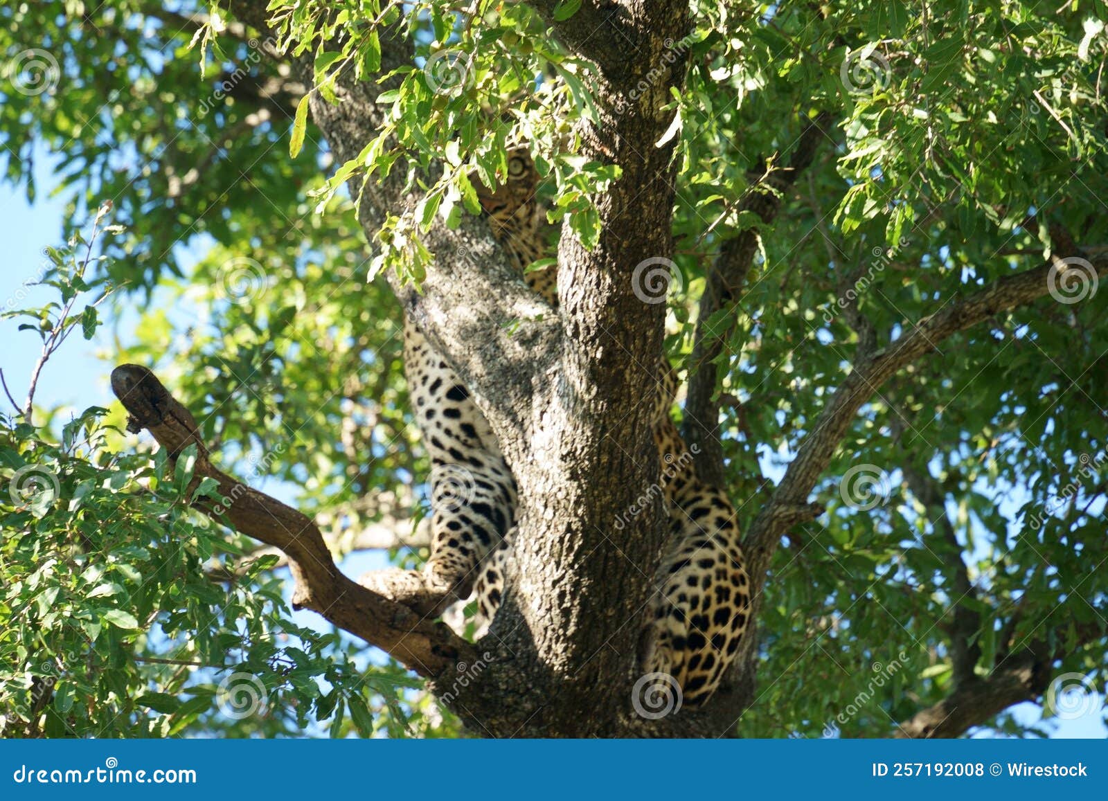 Leopard Tree Lodge Prices Leopard Tree Lodge Prices